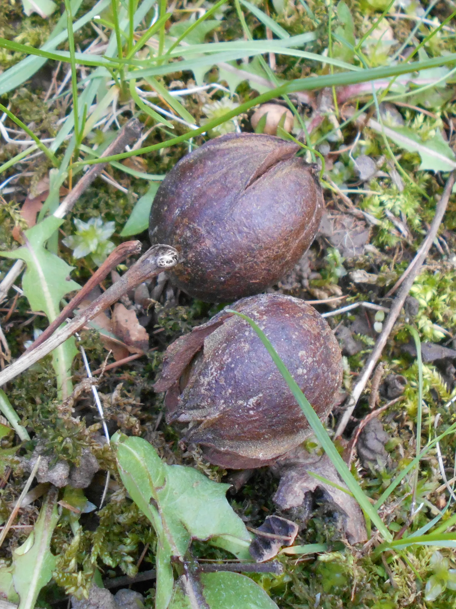Bitternut Hickory (Carya Cordiformis) — demonstrating a high tolerance for a variety of soil types and pH levels
