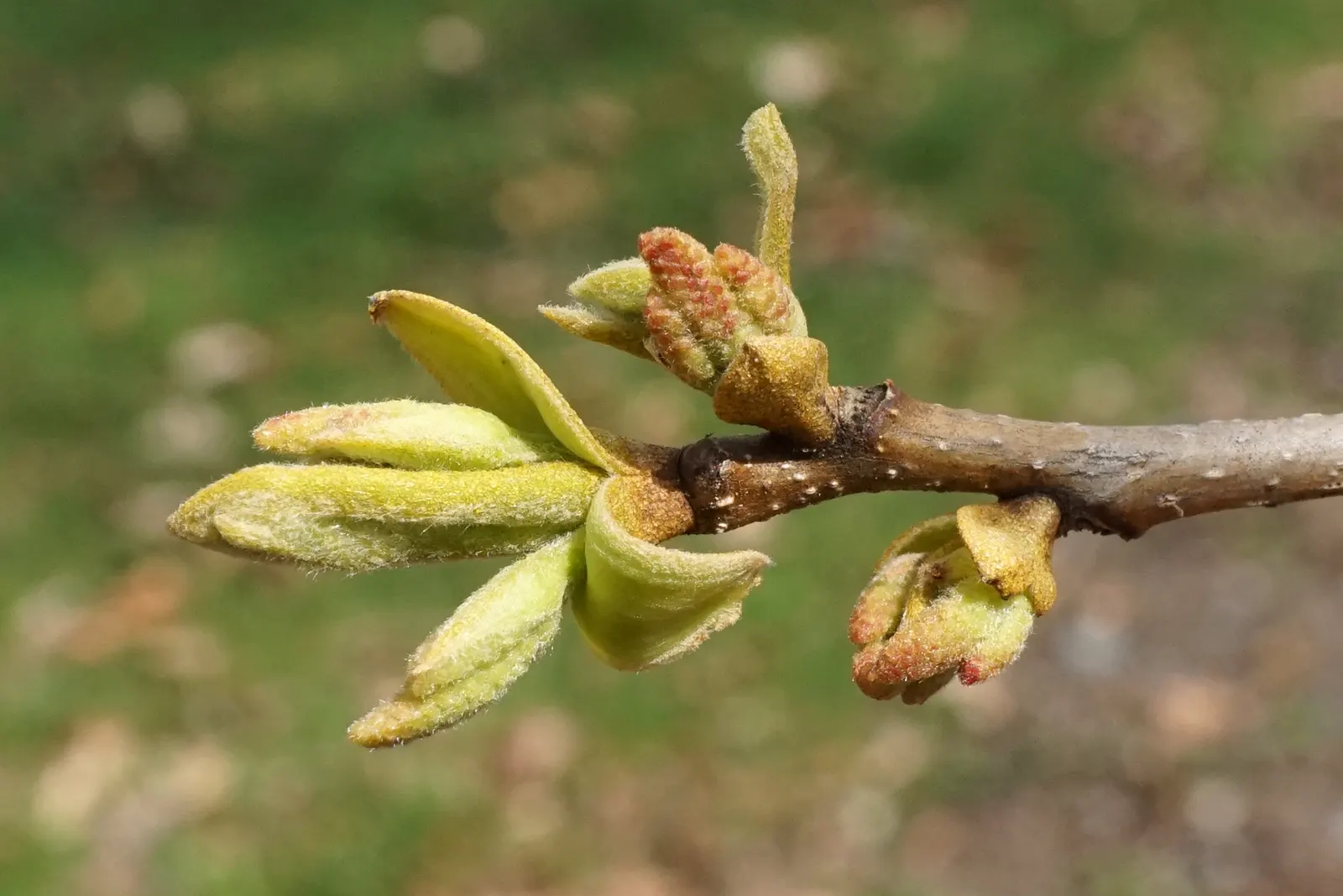 Bitternut Hickory (Carya Cordiformis) — Its leaves are pinnately compound; and the tree possesses a long taproot, image 56