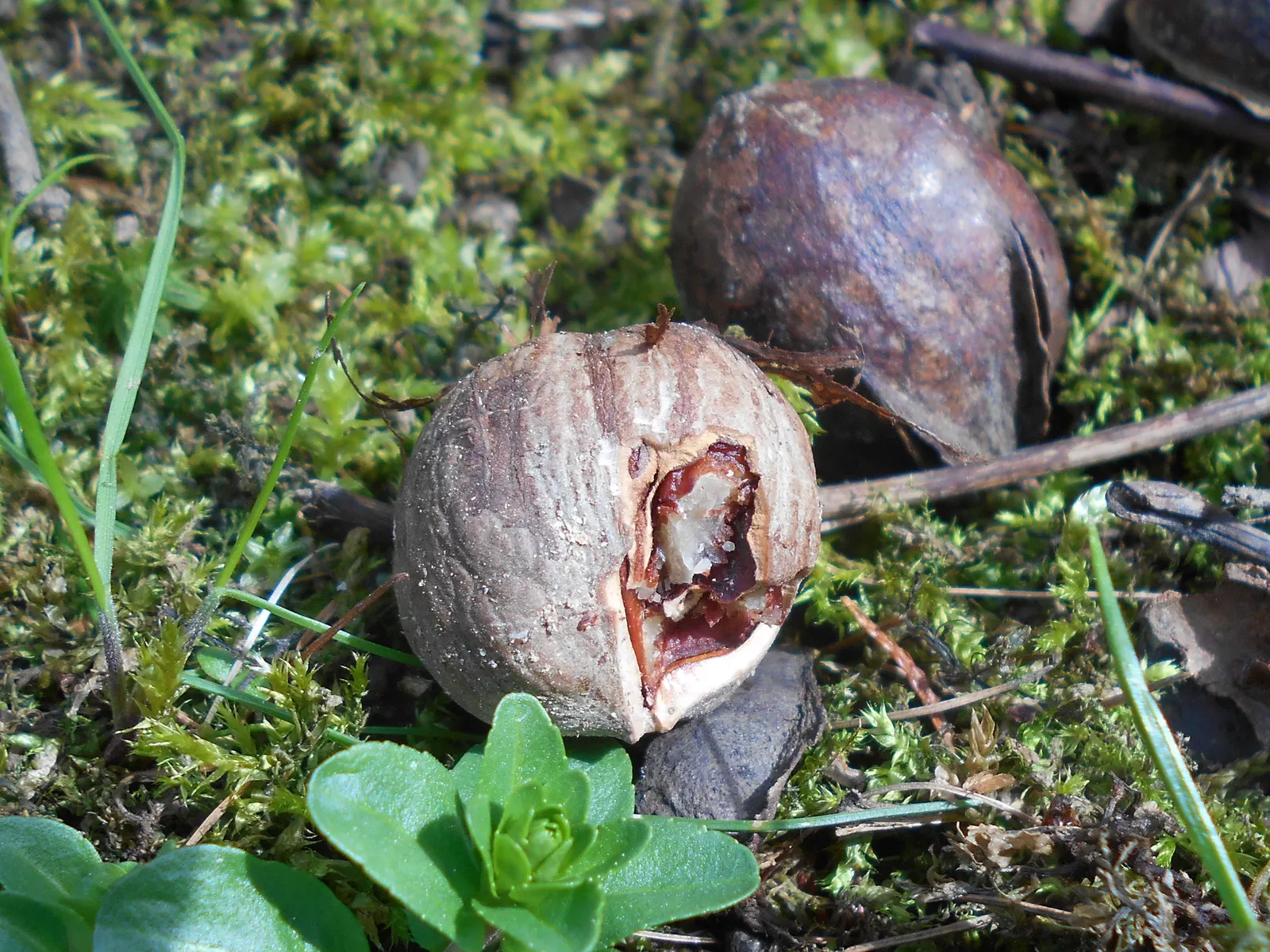 Bitternut Hickory (Carya Cordiformis) — demonstrating a high tolerance for a variety of soil types and pH levels; and the tree possesses a long taproot