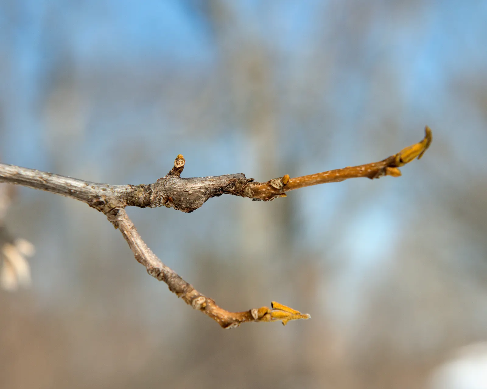 Bitternut Hickory (Carya Cordiformis) — Carya cordiformis, known as Bitternut Hickory, is a towering deciduous tree, reaching heights of 50-80, image 43