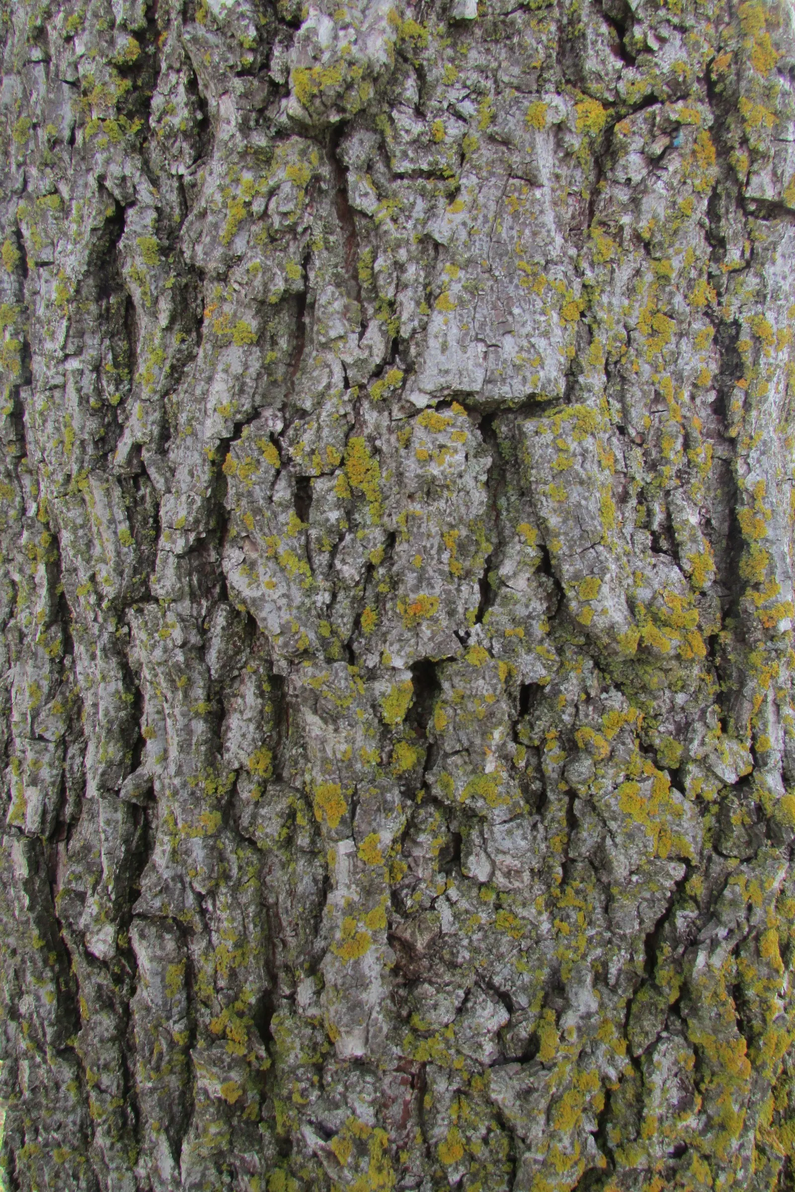 Bitternut Hickory (Carya Cordiformis) — esteemed for its strong wood