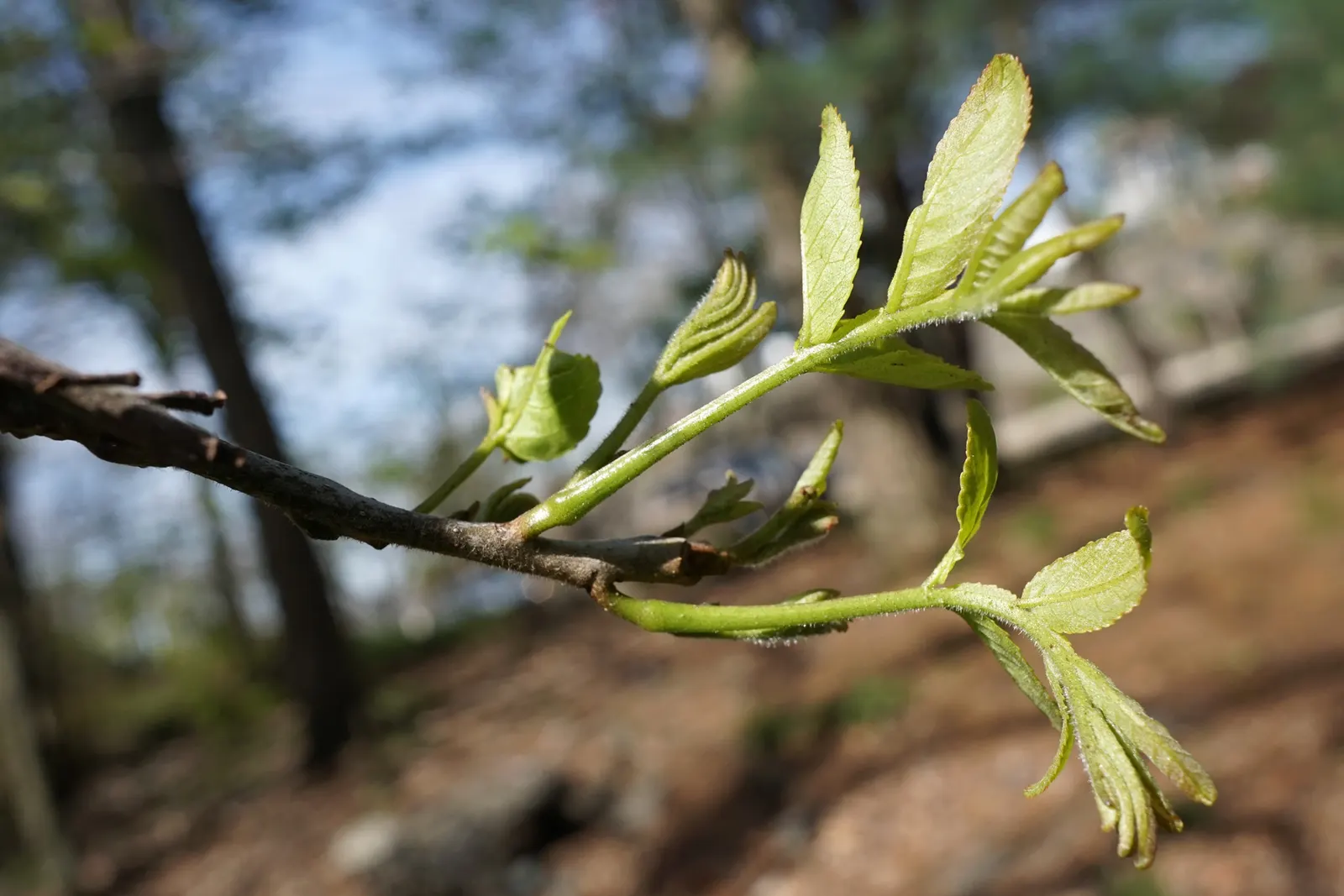 Bitternut Hickory (Carya Cordiformis) — and the tree possesses a long taproot, image 32