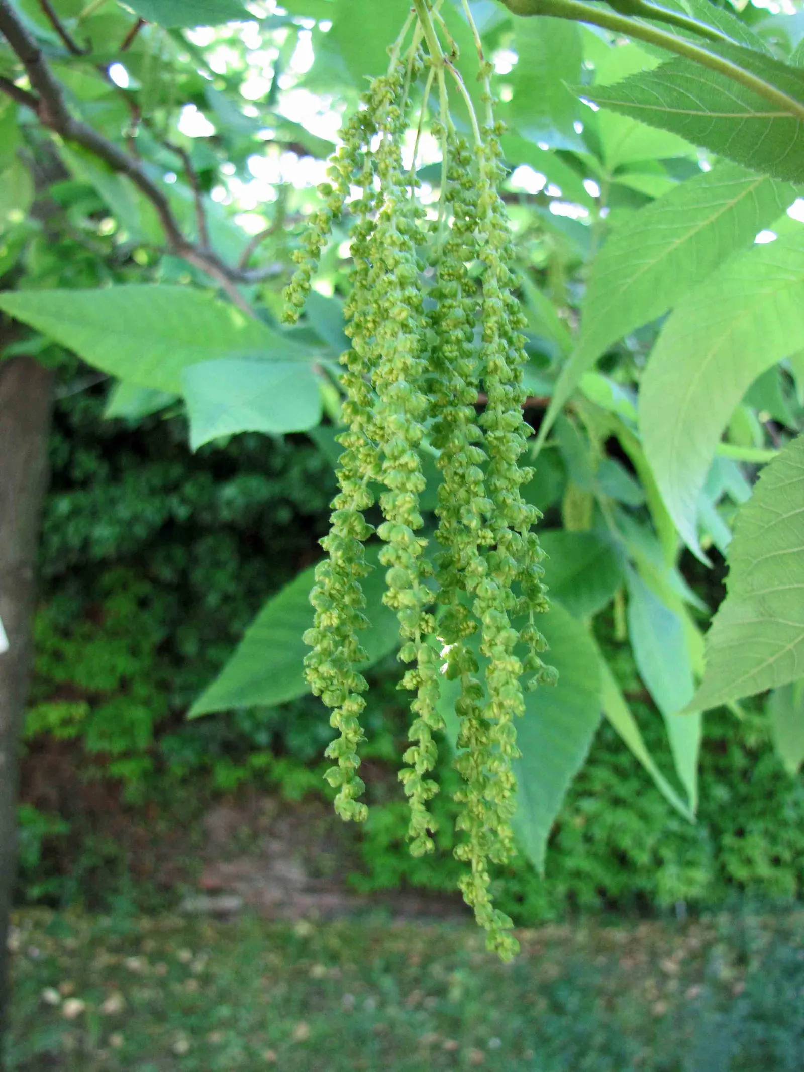 Bitternut Hickory (Carya Cordiformis) — this tree thrives in full sun to partial shade and prefers moist, image 46
