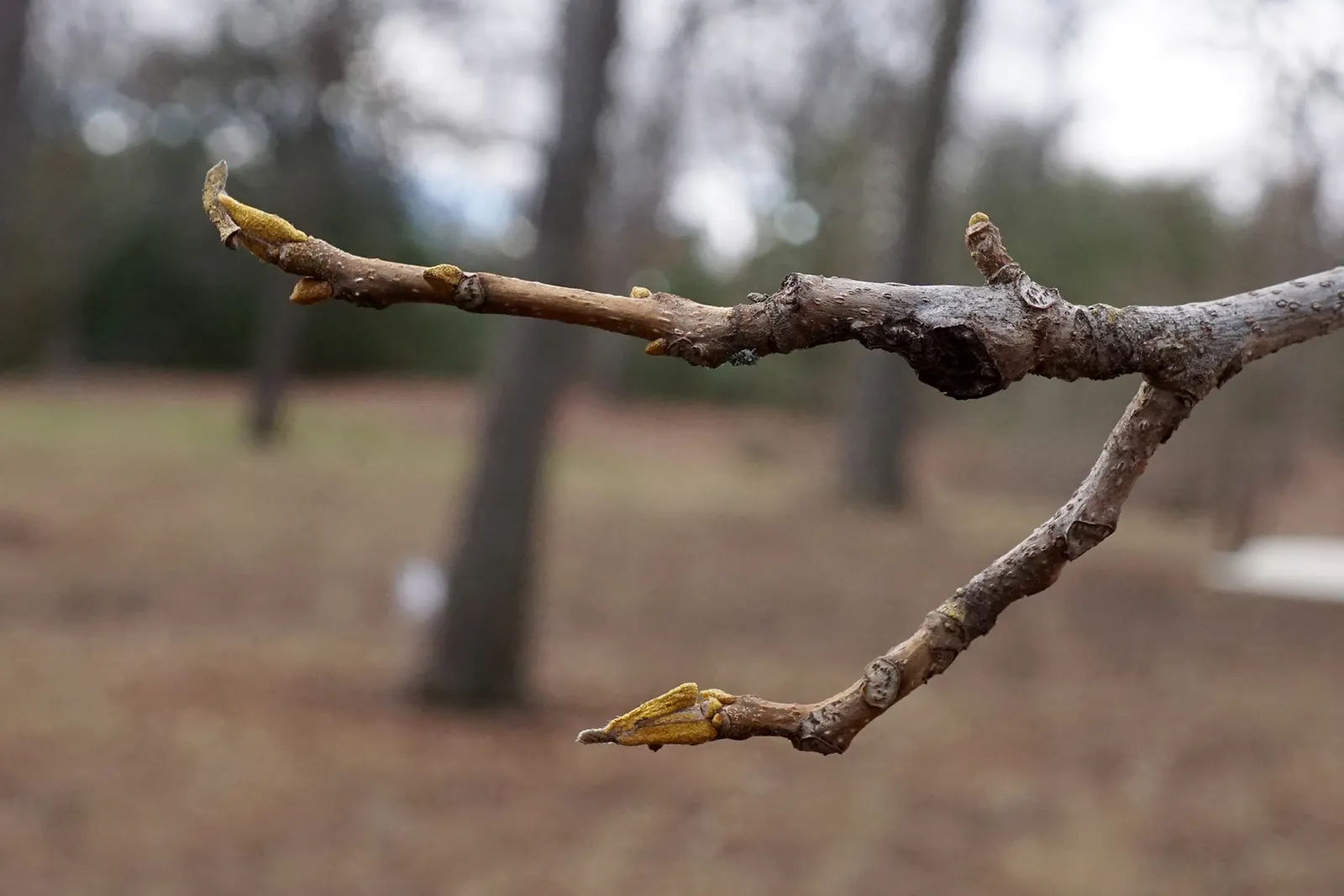 Bitternut Hickory (Carya Cordiformis) — Its slender, upturned branches bear pinnate leaves, with foliage turning golden yellow in fall; and the, image 44