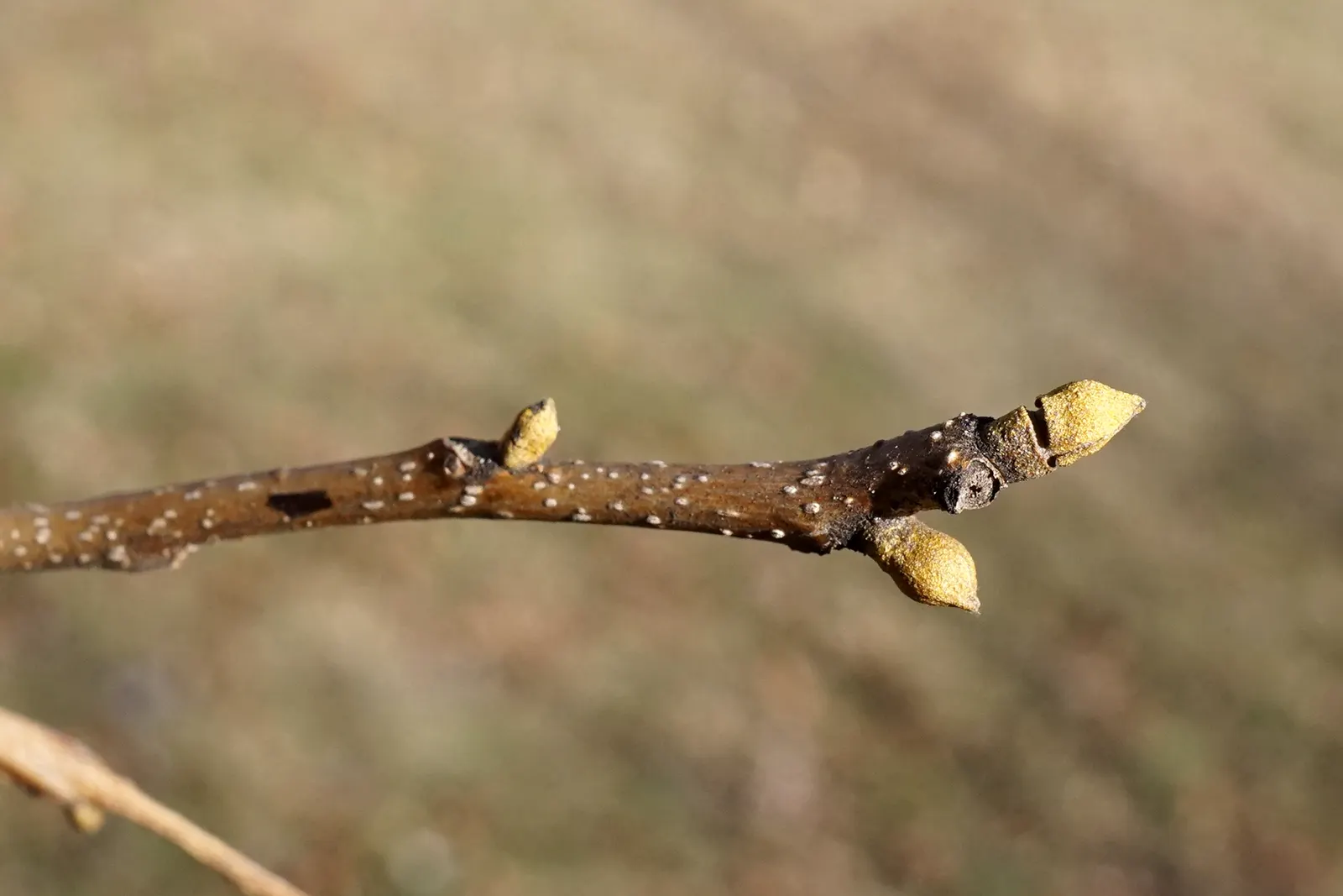 Bitternut Hickory (Carya Cordiformis) — golden-yellow autumn foliage