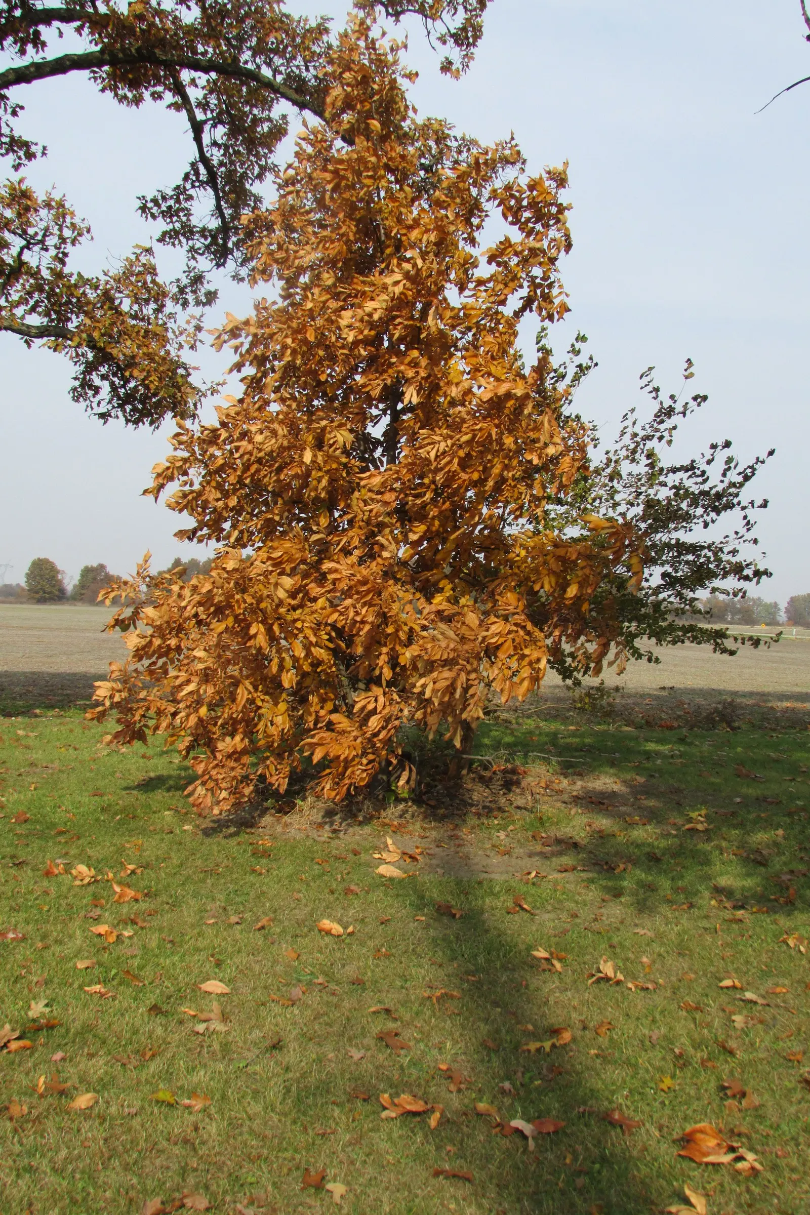 Bitternut Hickory (Carya Cordiformis) — and turn a brilliant yellow in the fall; this tree thrives in full sun to partial shade and prefers moist, image 58