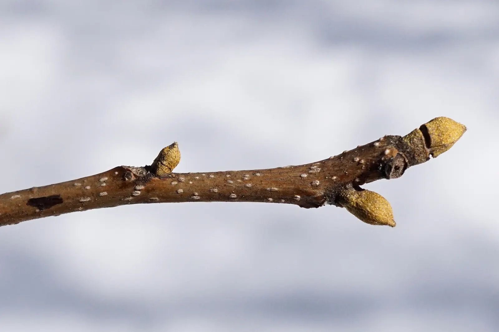 Bitternut Hickory (Carya Cordiformis) — and the tree possesses a long taproot