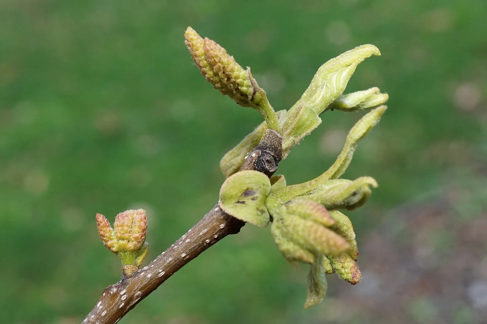 Bitternut Hickory (Carya Cordiformis) — this tree thrives in full sun to partial shade and prefers moist