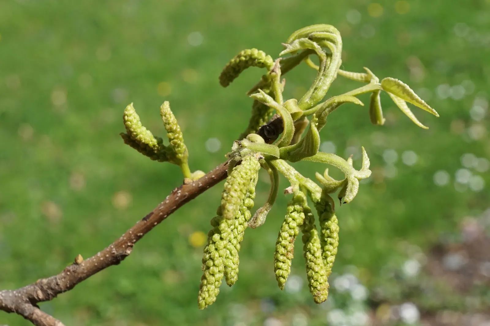 Bitternut Hickory (Carya Cordiformis) — tree for full or half