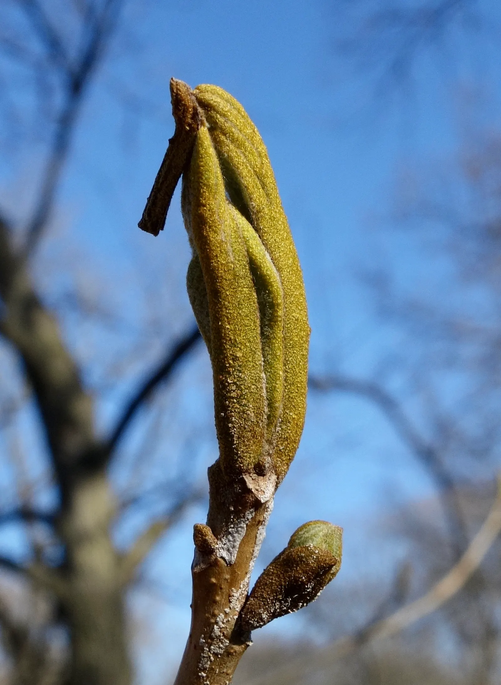 Bitternut Hickory (Carya Cordiformis) — are a food source for squirrels and other mammals, image 39