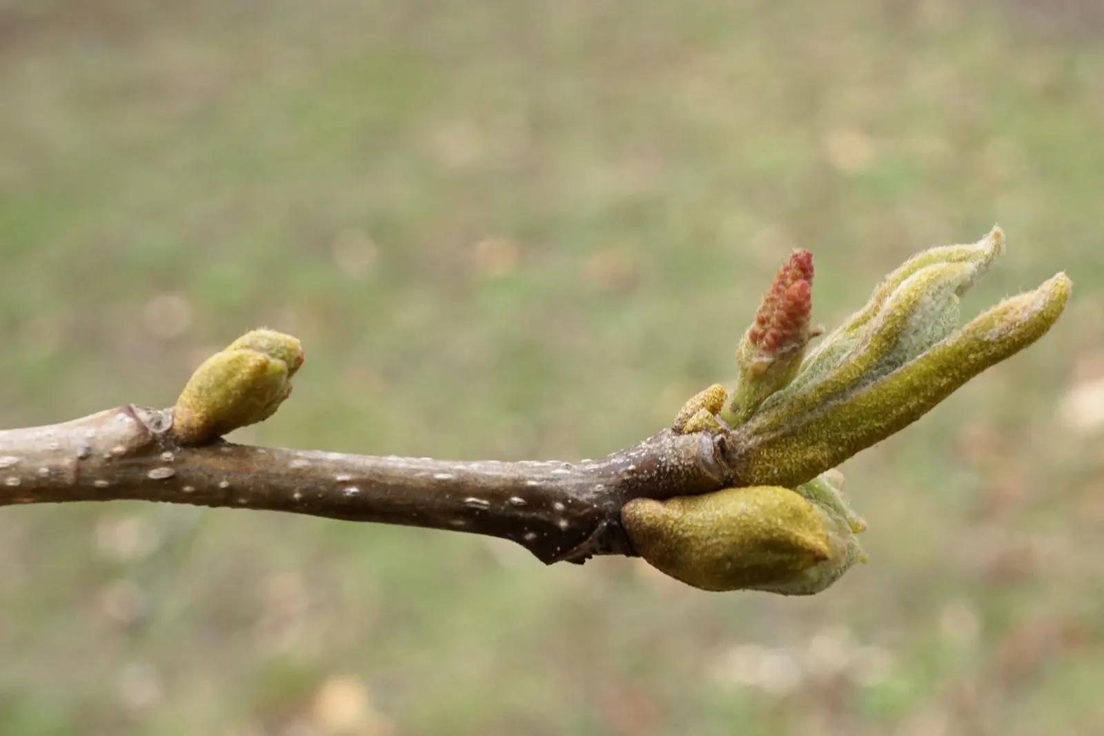 Bitternut Hickory (Carya Cordiformis) — typically with 7 to 11 leaflets; are a food source for squirrels and other mammals, image 57
