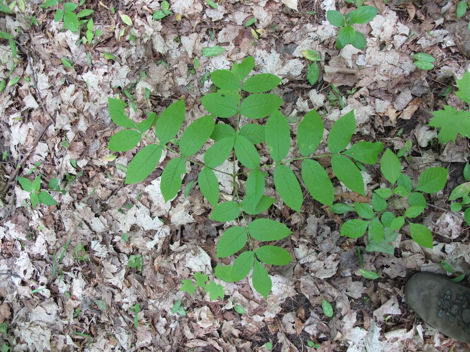 Bitternut Hickory (Carya Cordiformis) — which develops scaly ridges with age