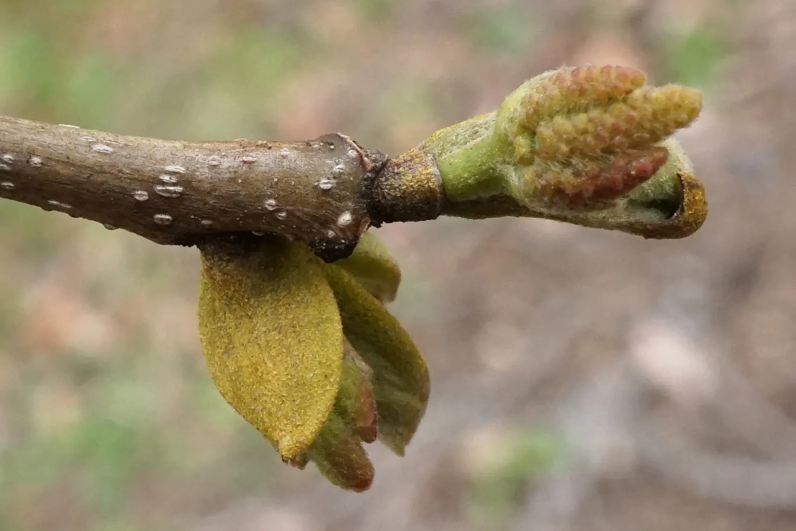 Bitternut Hickory (Carya Cordiformis) — esteemed for its strong wood; and the tree possesses a long taproot