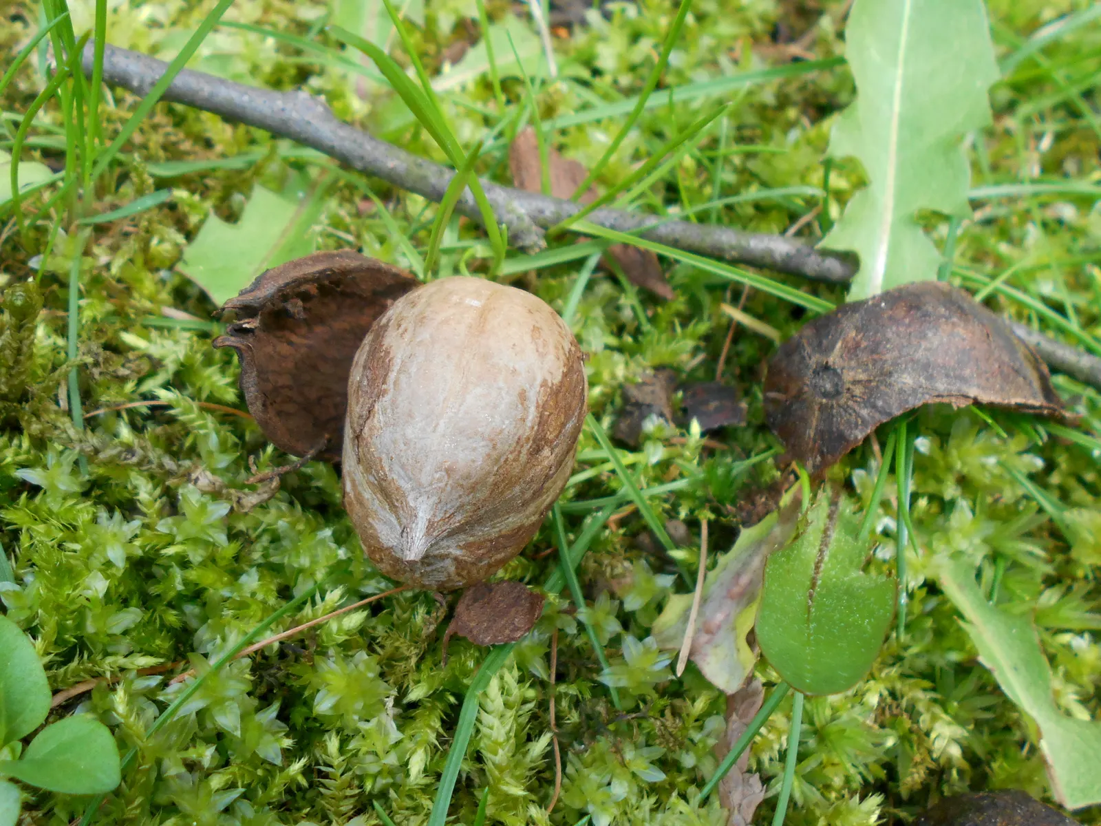 Bitternut Hickory (Carya Cordiformis) — Producing inedible nuts encased in thin husks