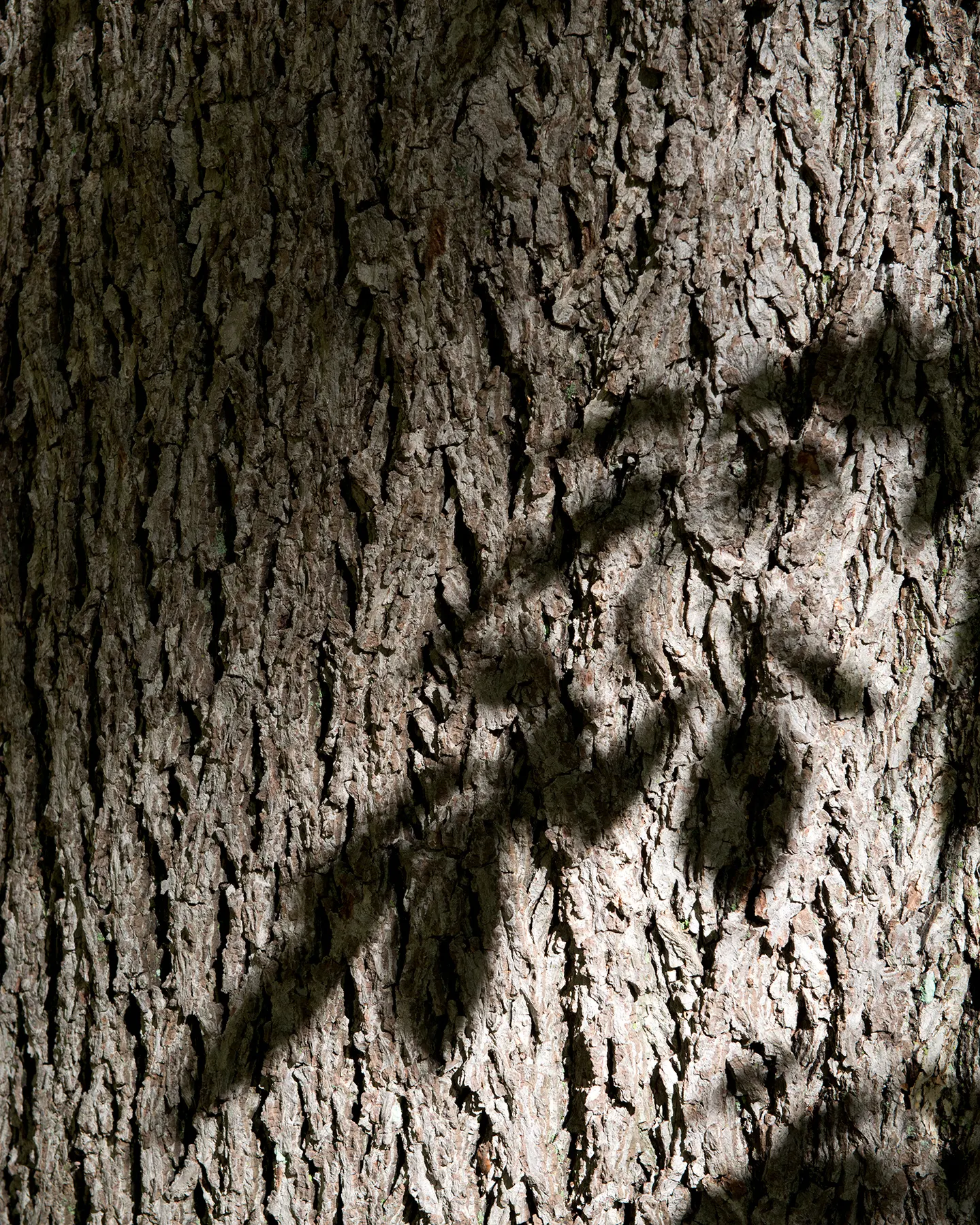 Bitternut Hickory (Carya Cordiformis) — and the tree possesses a long taproot, image 53