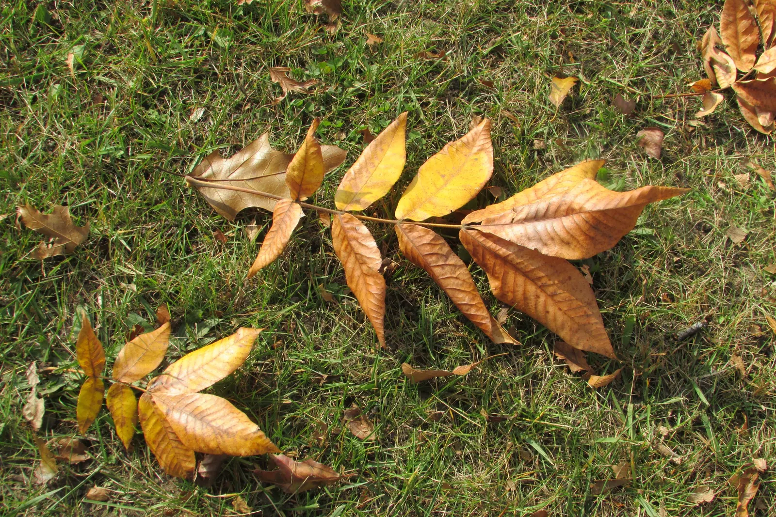 Bitternut Hickory (Carya Cordiformis) — Mature specimens can reach impressive heights of 70 to 80 feet with a canopy spread of roughly 40 to 50, image 49