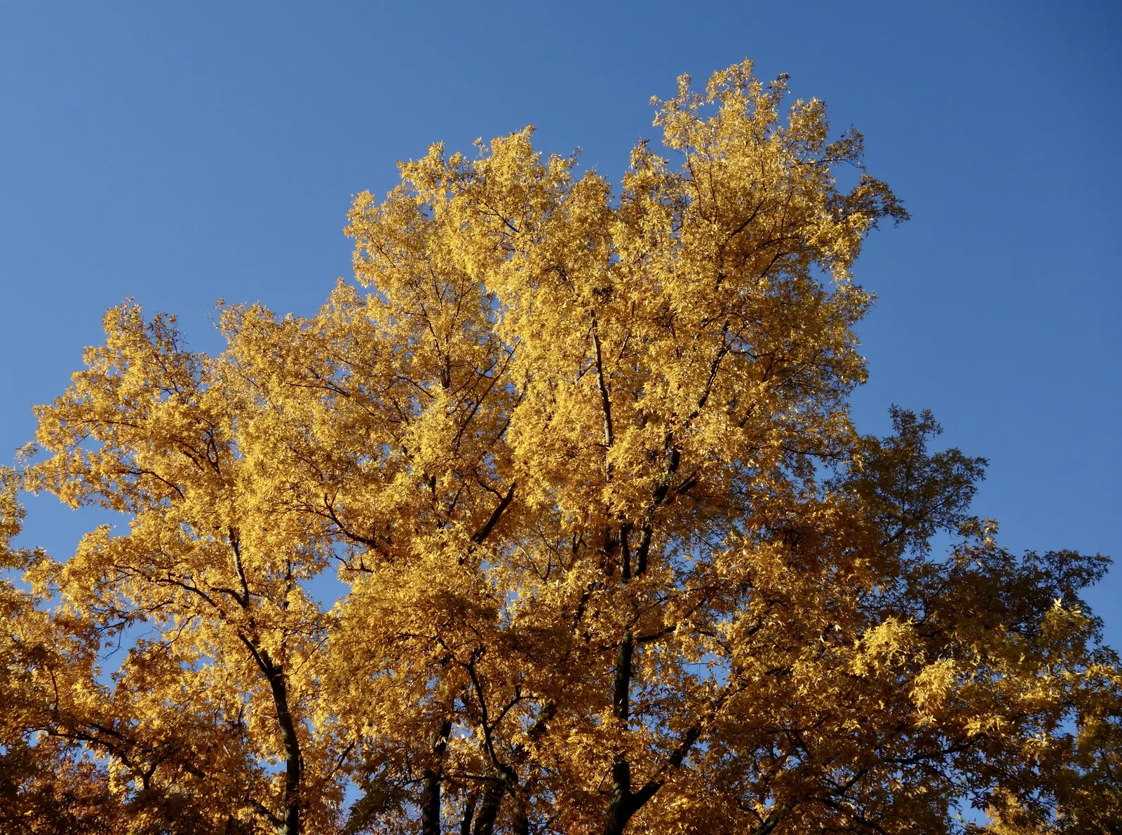Bitternut Hickory (Carya Cordiformis) — The Bitternut Hickory's growth rate is moderate; this tree thrives in full sun to partial shade and prefers moist