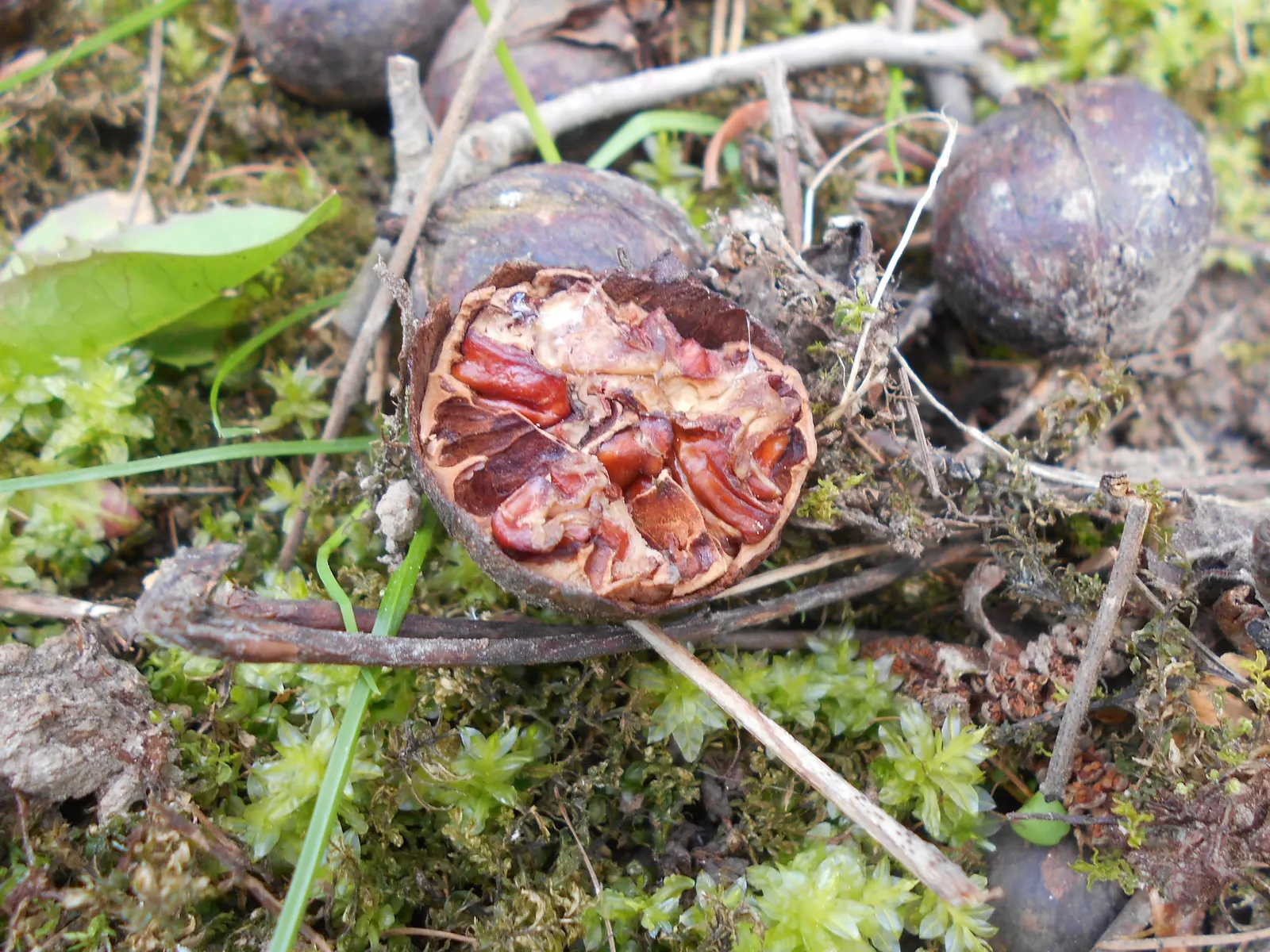 Bitternut Hickory (Carya Cordiformis) — Its leaves are pinnately compound; and the tree possesses a long taproot