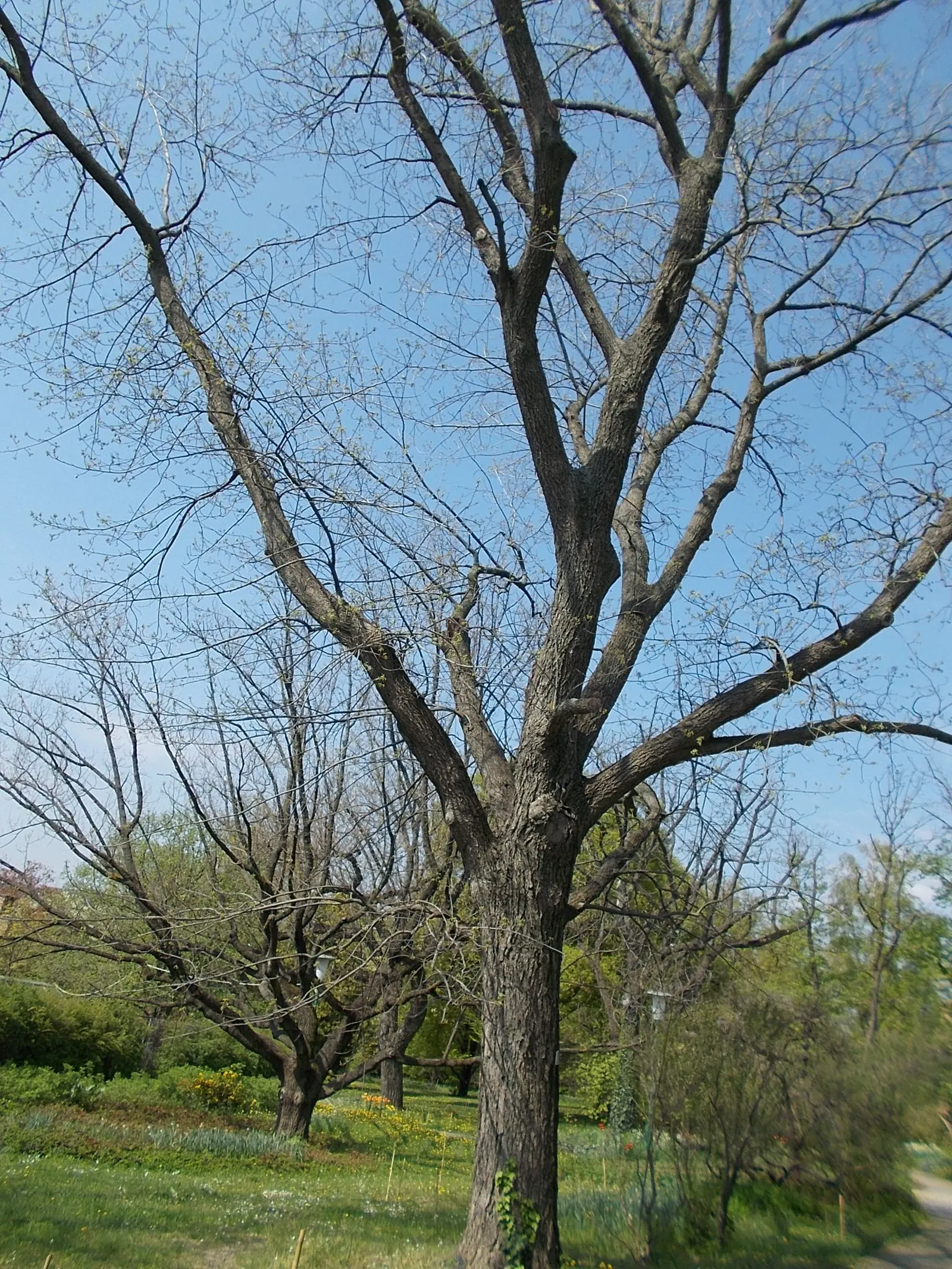 Bitternut Hickory (Carya Cordiformis) — the Bitternut Hickory is an exemplary choice; and the tree possesses a long taproot