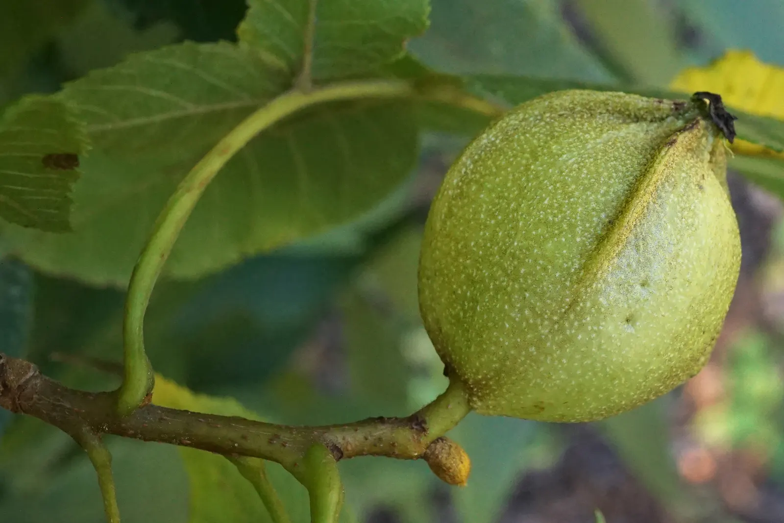 Bitternut Hickory (Carya Cordiformis) — Carya cordiformis, known as Bitternut Hickory, is a towering deciduous tree, reaching heights of 50-80 feet; this tree