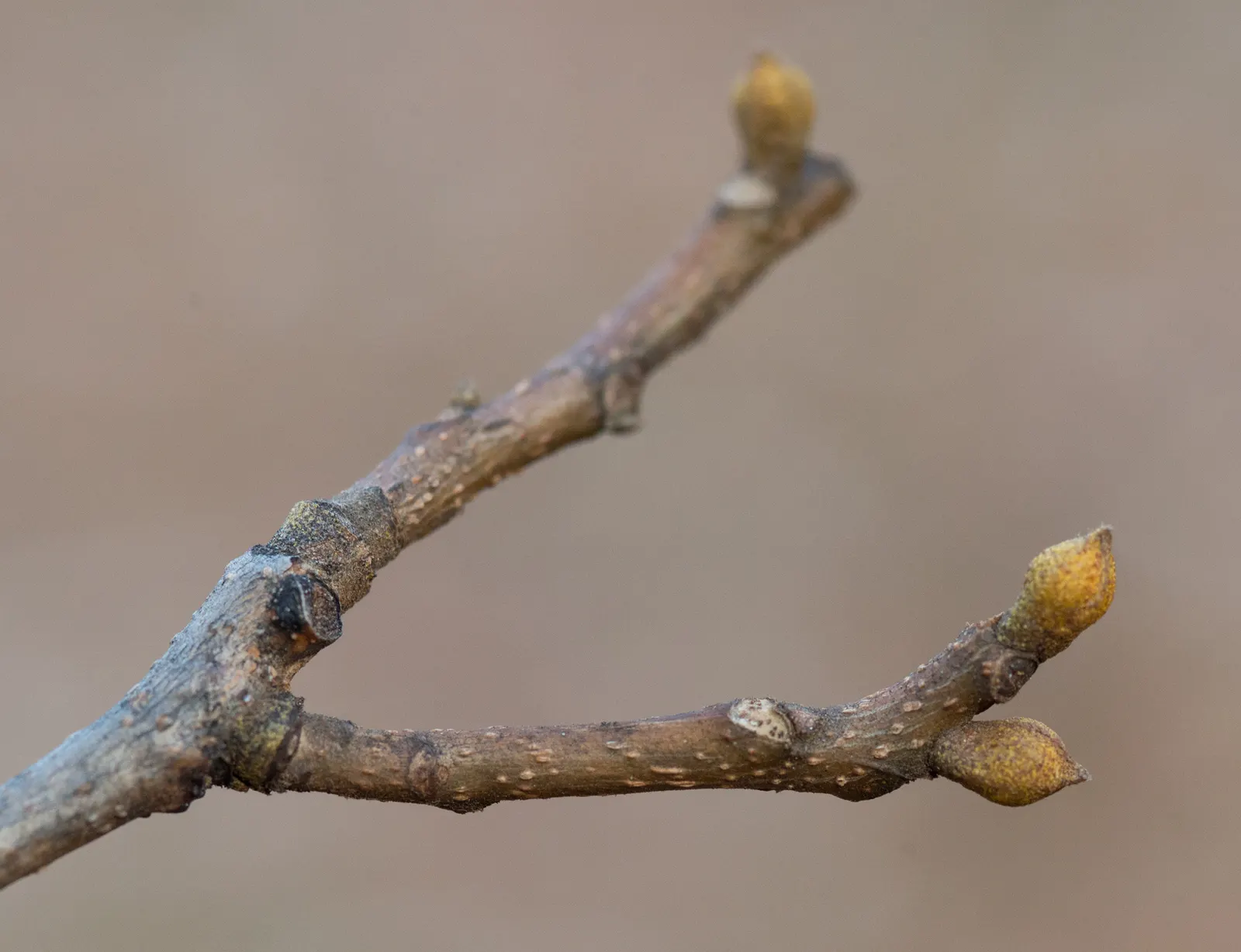 Bitternut Hickory (Carya Cordiformis) — though it thrives in moist; are a food source for squirrels and other mammals, image 51