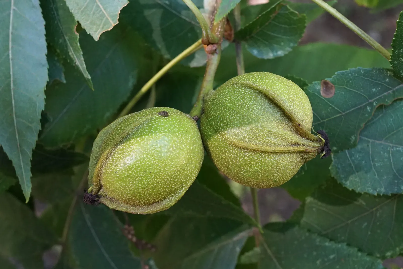 Bitternut Hickory (Carya Cordiformis) — Its slender, upturned branches bear pinnate leaves, with foliage turning golden yellow in fall