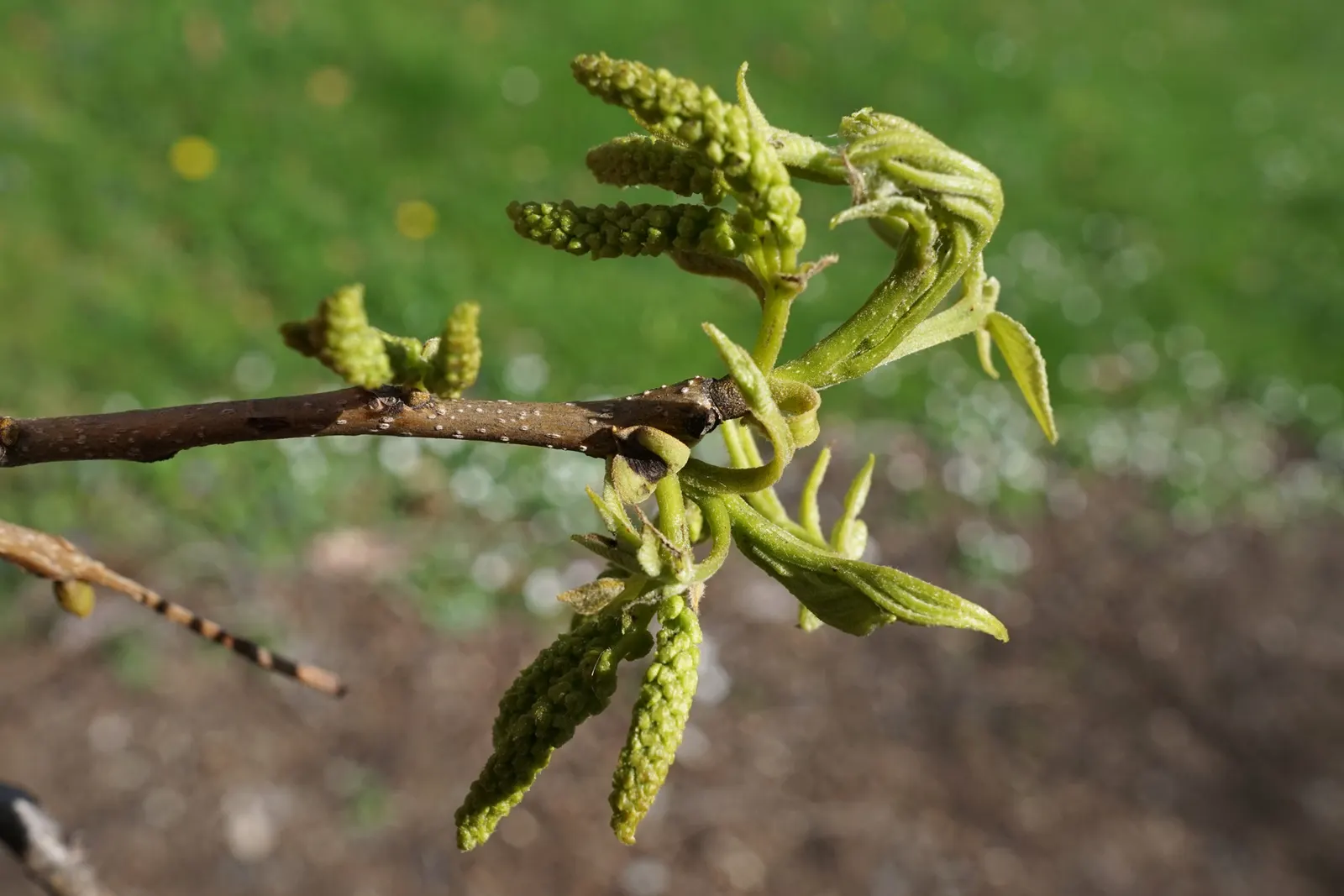Bitternut Hickory (Carya Cordiformis) — which is important to consider when designing a location for planting