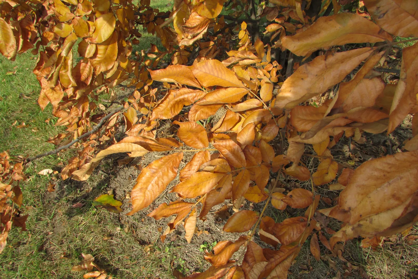 Bitternut Hickory (Carya Cordiformis) — which is important to consider when designing a location for planting; are a food source for squirrels and, image 54