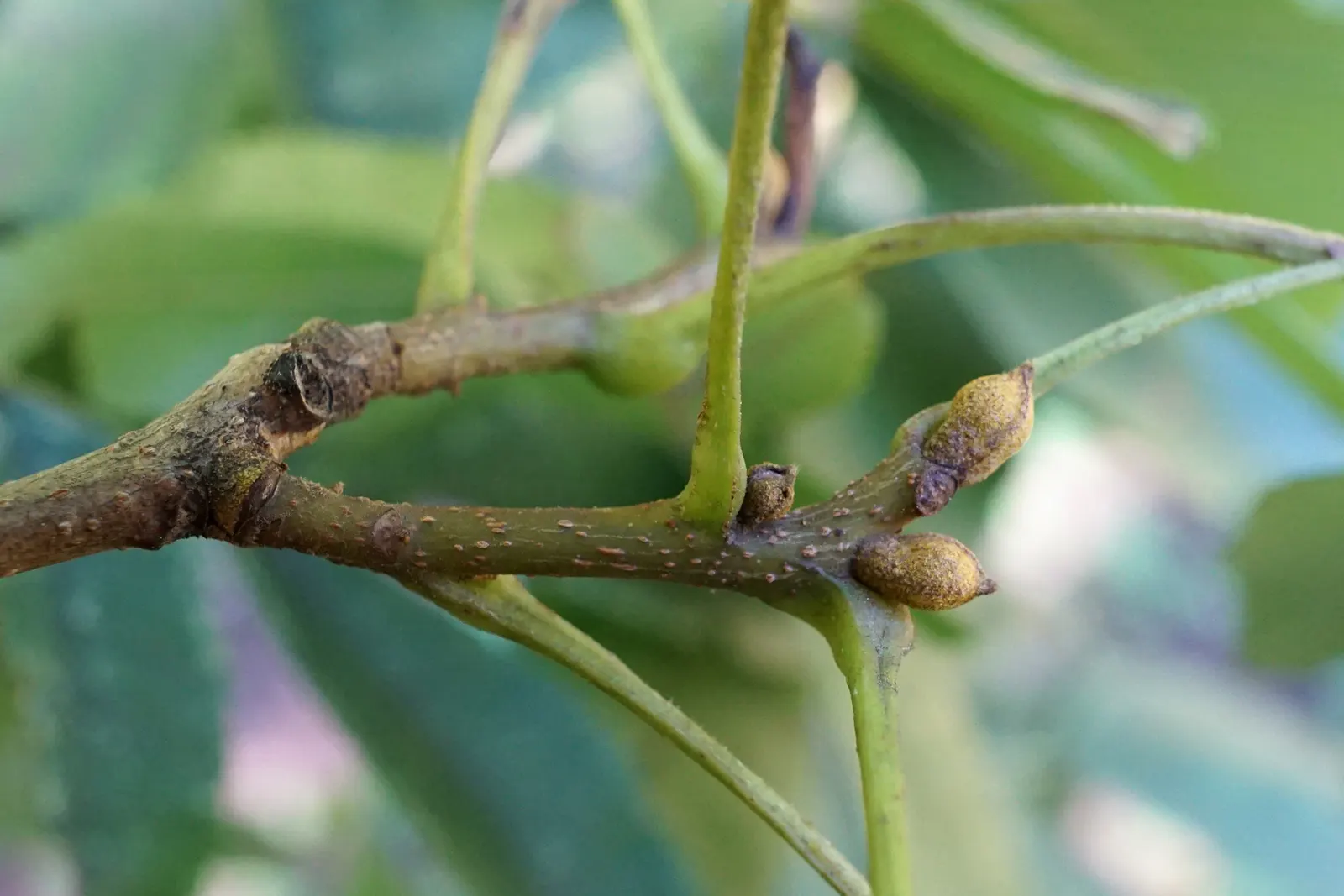Bitternut Hickory (Carya Cordiformis) — while not ideal for human consumption