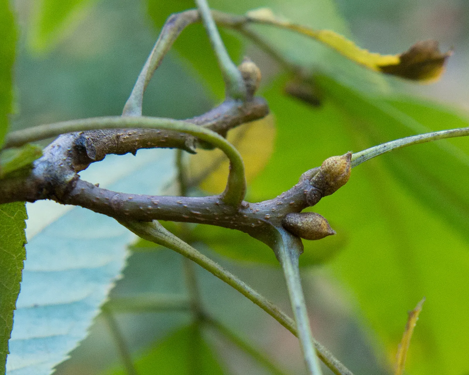 Bitternut Hickory (Carya Cordiformis) — this tree thrives in full sun to partial shade and prefers moist, image 25