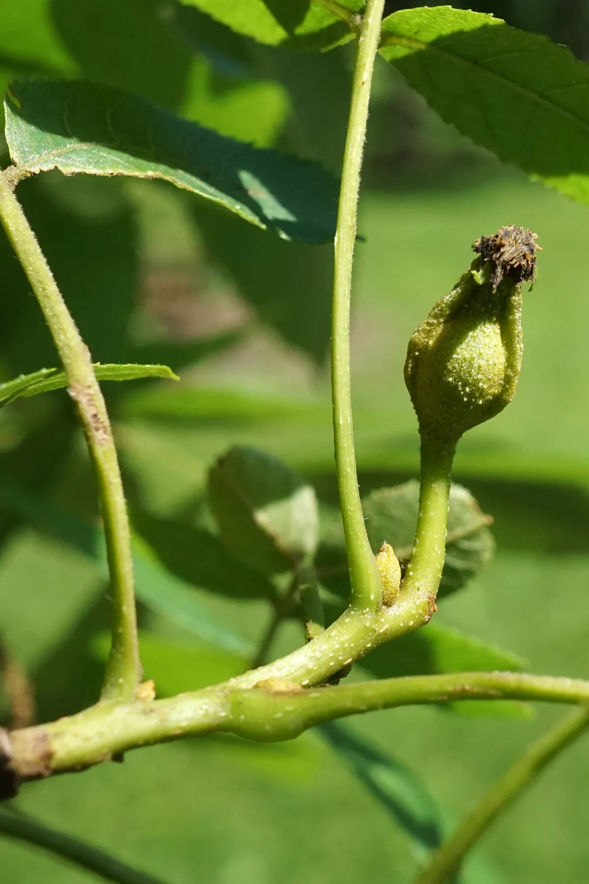 Bitternut Hickory (Carya Cordiformis) — while not ideal for human consumption; and the tree possesses a long taproot