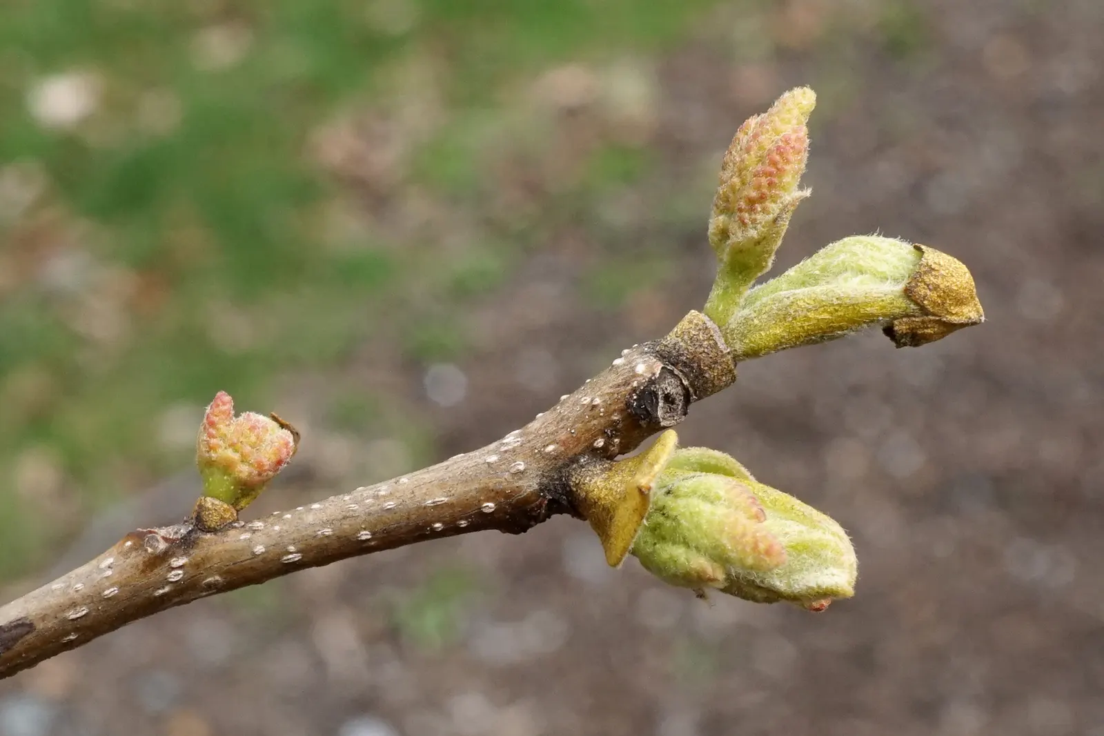 Bitternut Hickory (Carya Cordiformis) — Birds and other fauna also enjoy the habitat provided by the dense foliage; this tree thrives in full sun to partial
