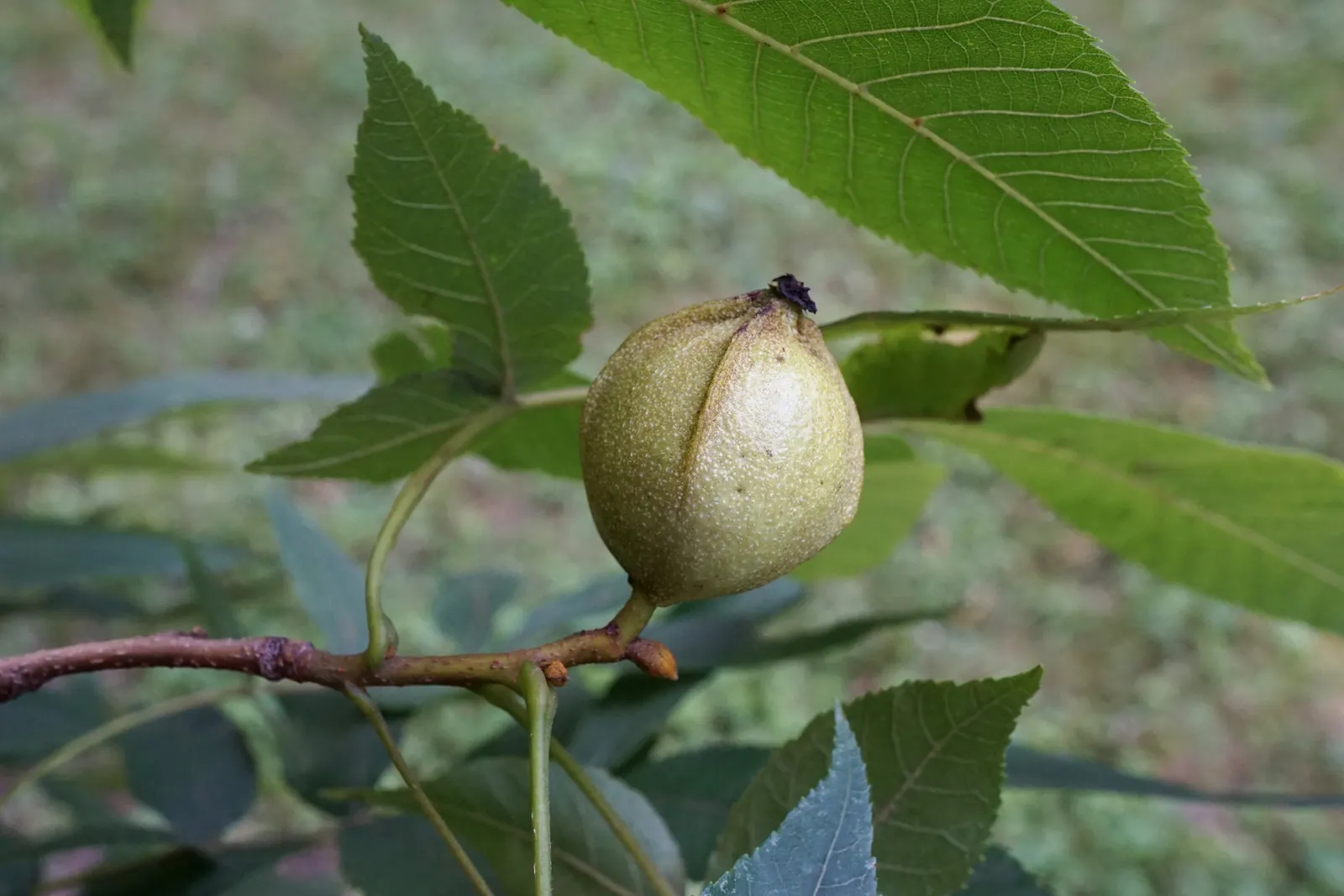 Bitternut Hickory (Carya Cordiformis) — tree for full or half; are a food source for squirrels and other mammals