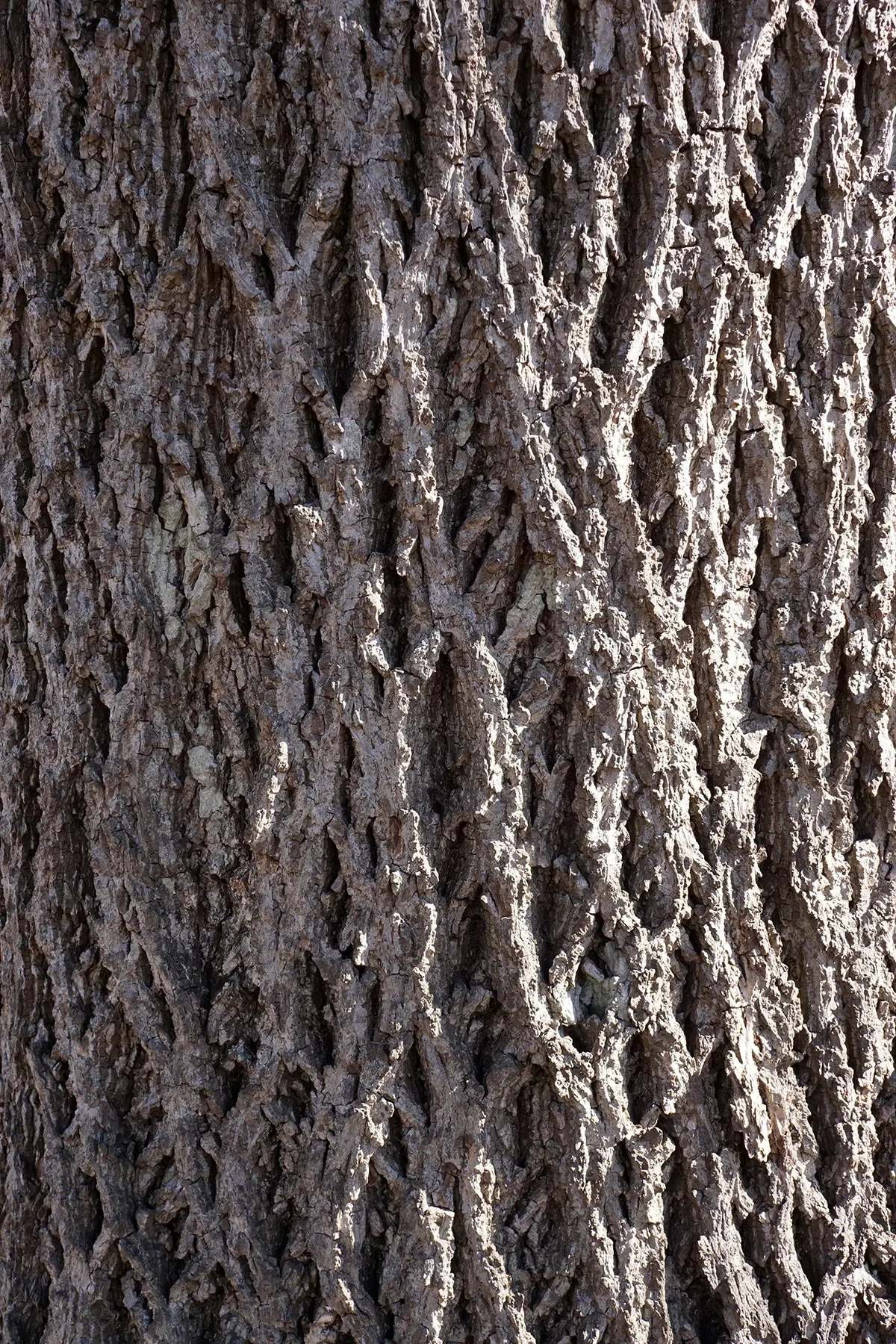 Bitternut Hickory (Carya Cordiformis) — golden-yellow autumn foliage; are a food source for squirrels and other mammals