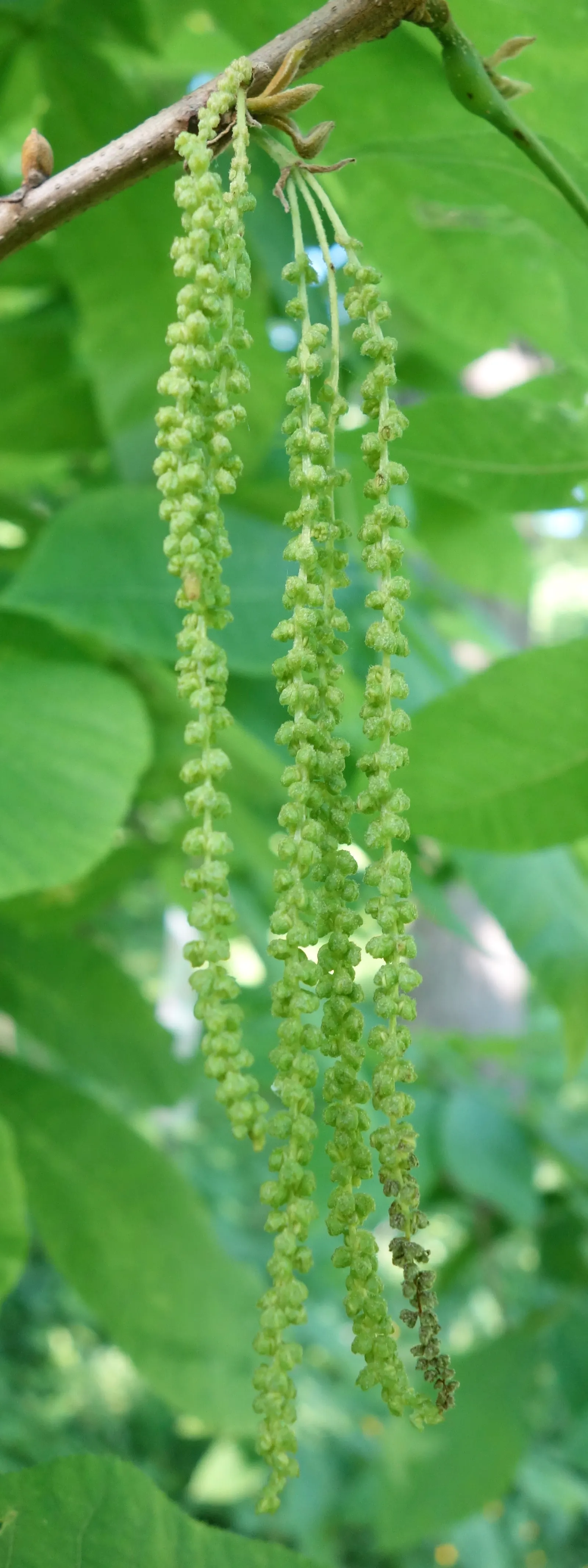 Bitternut Hickory (Carya Cordiformis) — typically with 7 to 11 leaflets; are a food source for squirrels and other mammals