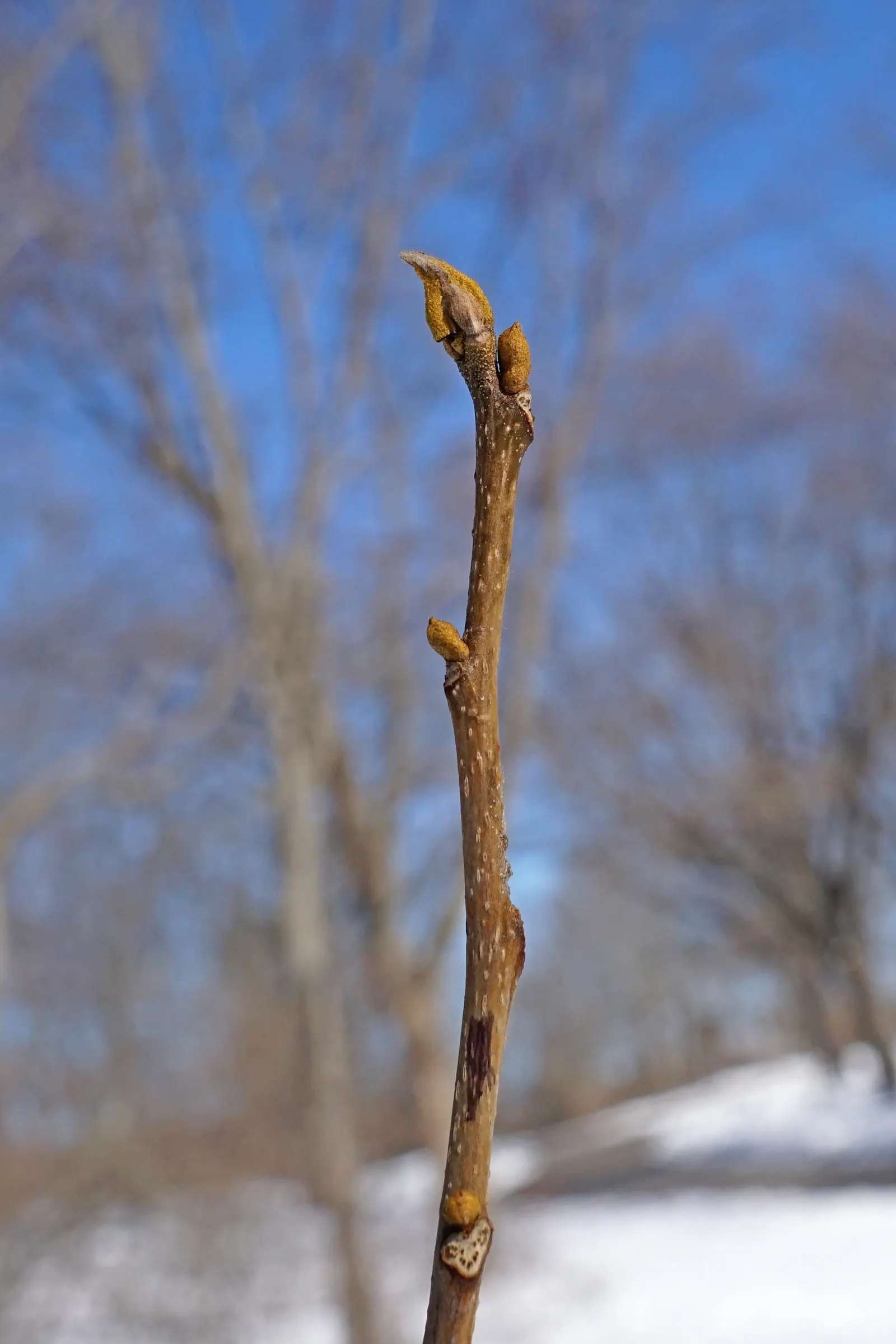Bitternut Hickory (Carya Cordiformis) — Mature specimens can reach impressive heights of 70 to 80 feet with a canopy spread of roughly 40 to 50 feet