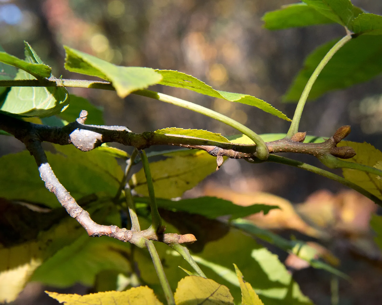 Bitternut Hickory (Carya Cordiformis) — Carya cordiformis, known as Bitternut Hickory, is a towering deciduous tree, reaching heights of 50-80 feet