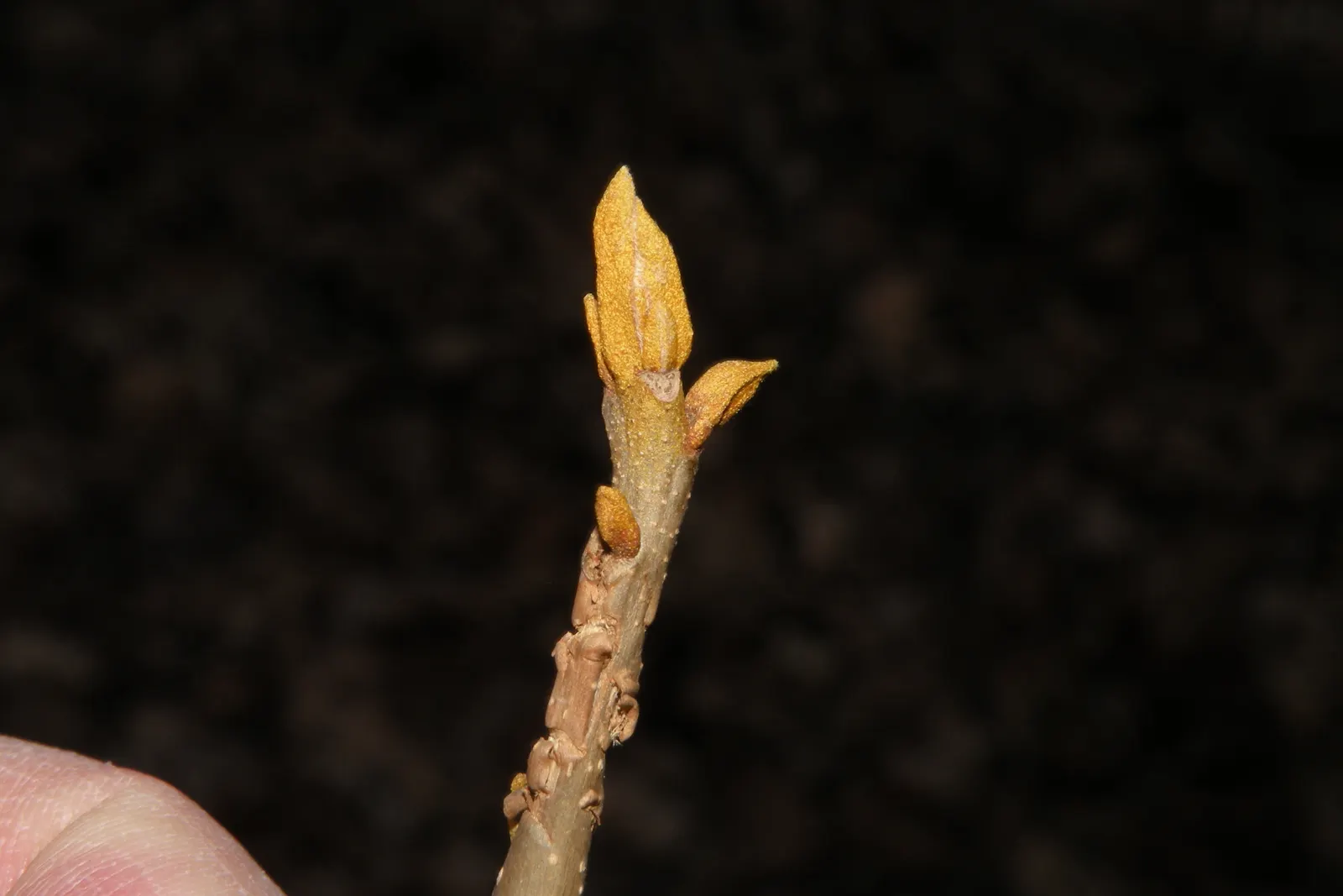 Bitternut Hickory (Carya Cordiformis) — Birds and other fauna also enjoy the habitat provided by the dense foliage