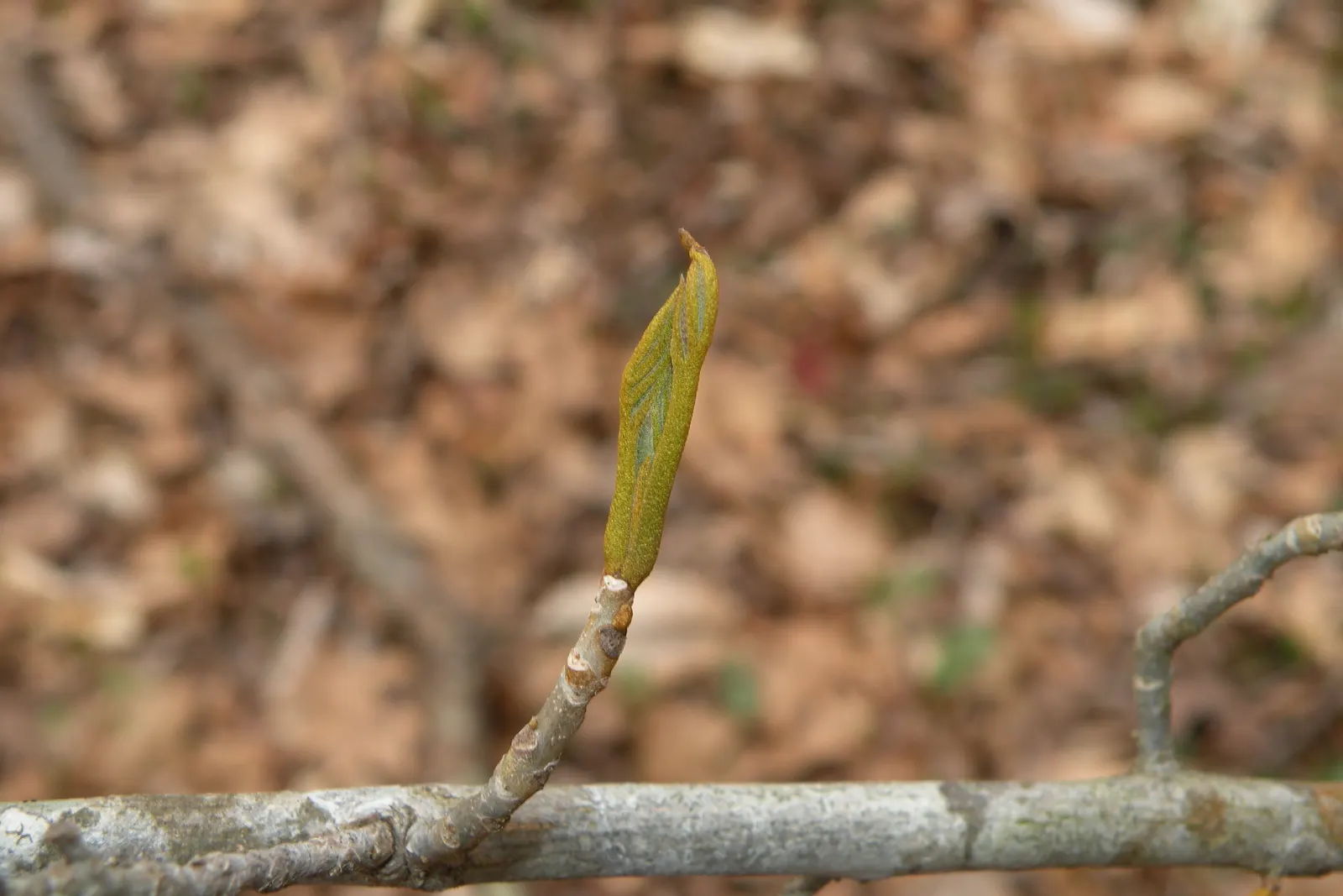 Bitternut Hickory (Carya Cordiformis) — Its slender, upturned branches bear pinnate leaves, with foliage turning golden yellow in fall; and the tree possesses