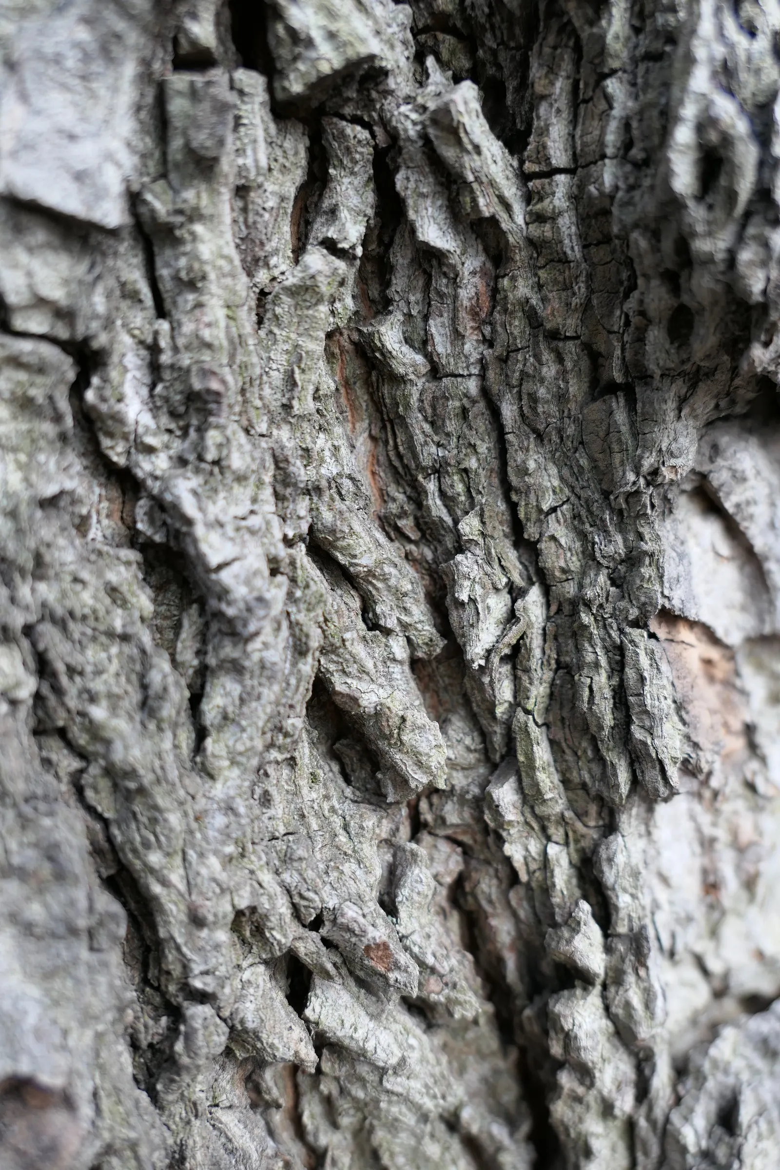Bitternut Hickory (Carya Cordiformis) — which develops scaly ridges with age; this tree thrives in full sun to partial shade and prefers moist