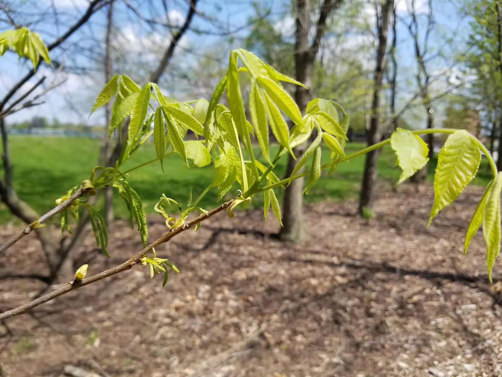 Bitternut Hickory (Carya Cordiformis) — The Bitternut Hickory's growth rate is moderate