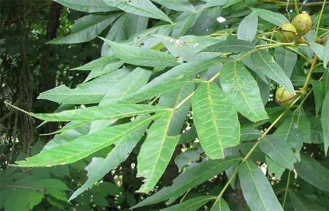 Bitternut Hickory (Carya Cordiformis) — esteemed for its strong wood; and the tree possesses a long taproot, image 47