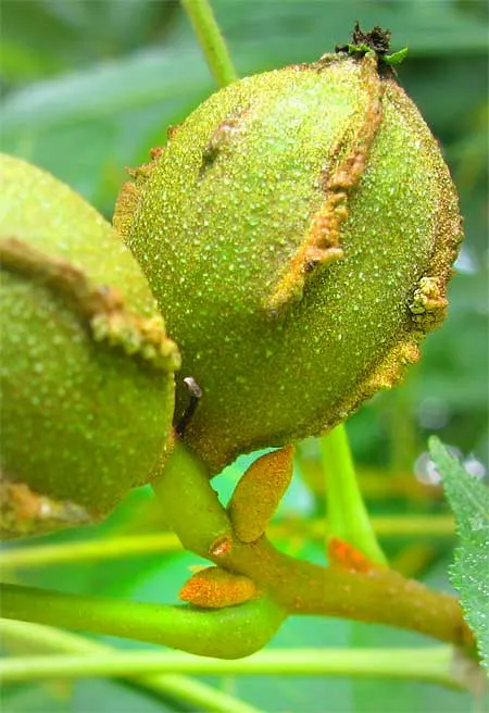 Bitternut Hickory (Carya Cordiformis) — demonstrating a high tolerance for a variety of soil types and pH levels; and the tree possesses a long, image 50