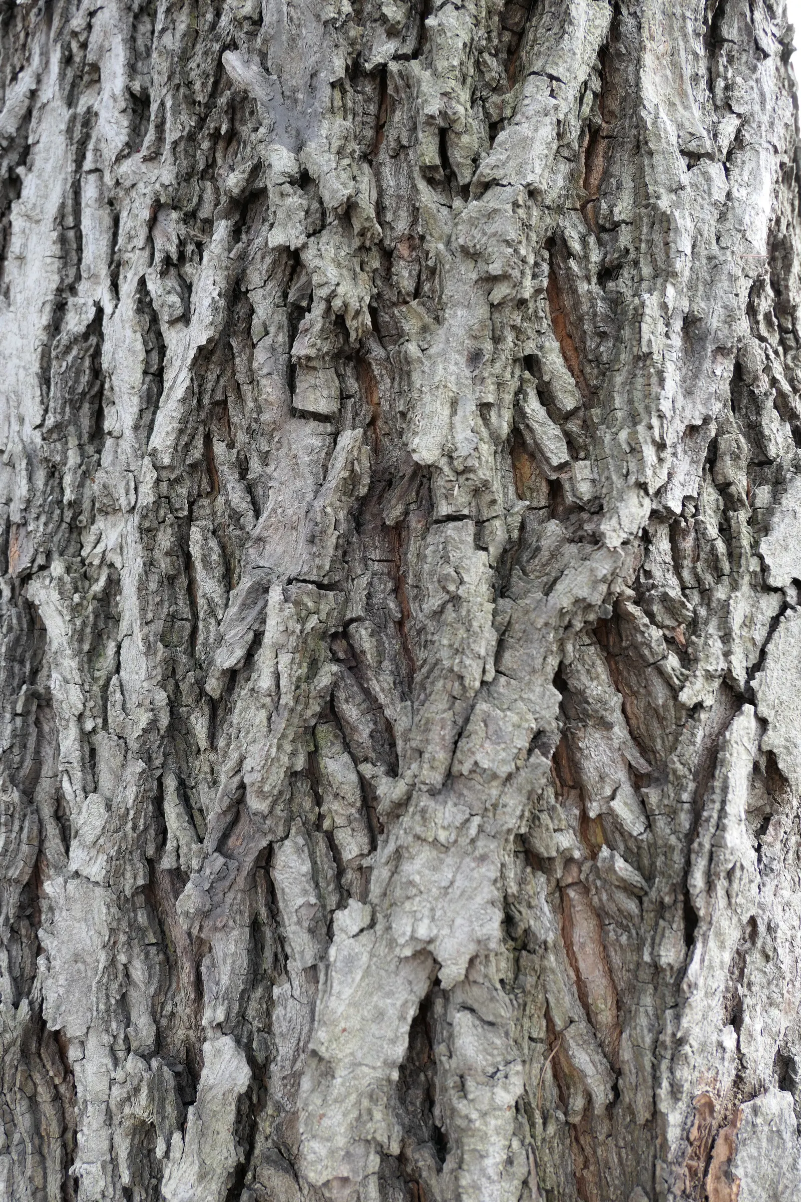 Bitternut Hickory (Carya Cordiformis) — Mature specimens can reach impressive heights of 70 to 80 feet with a canopy spread of roughly 40 to 50 feet; this tree