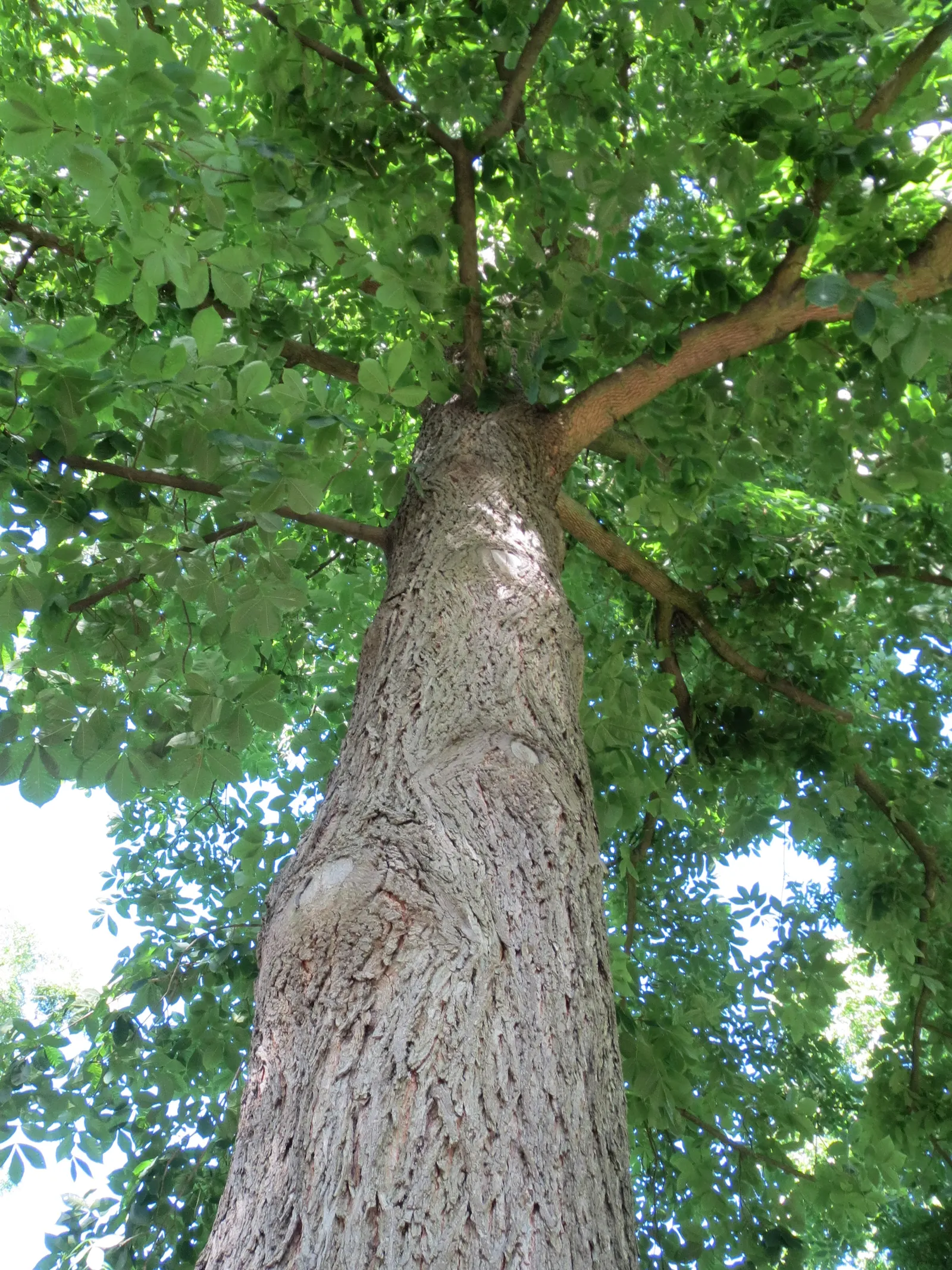 Bitternut Hickory (Carya Cordiformis) — which is important to consider when designing a location for planting; are a food source for squirrels and other mammals