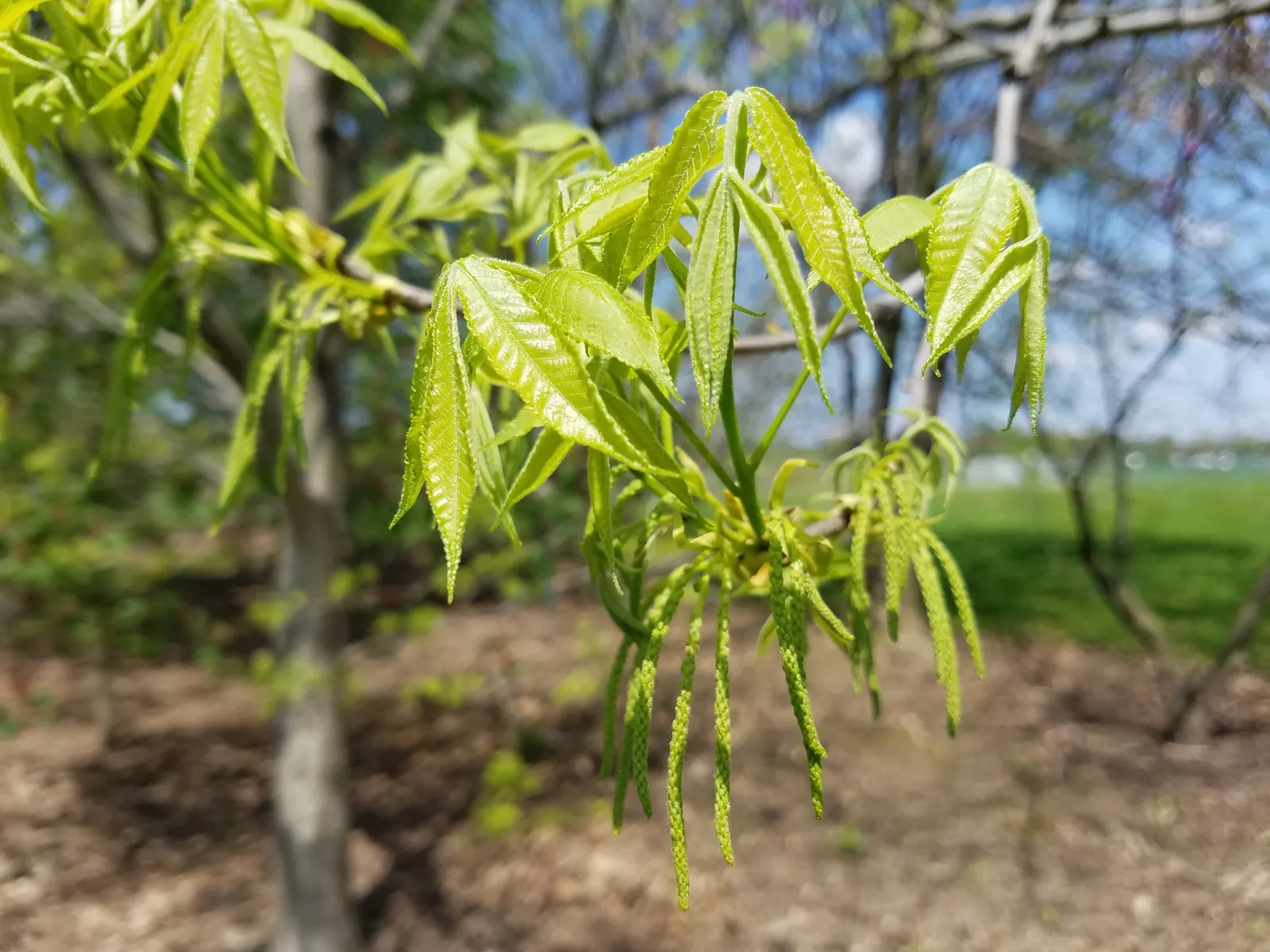 Bitternut Hickory (Carya Cordiformis) — Producing inedible nuts encased in thin husks; are a food source for squirrels and other mammals