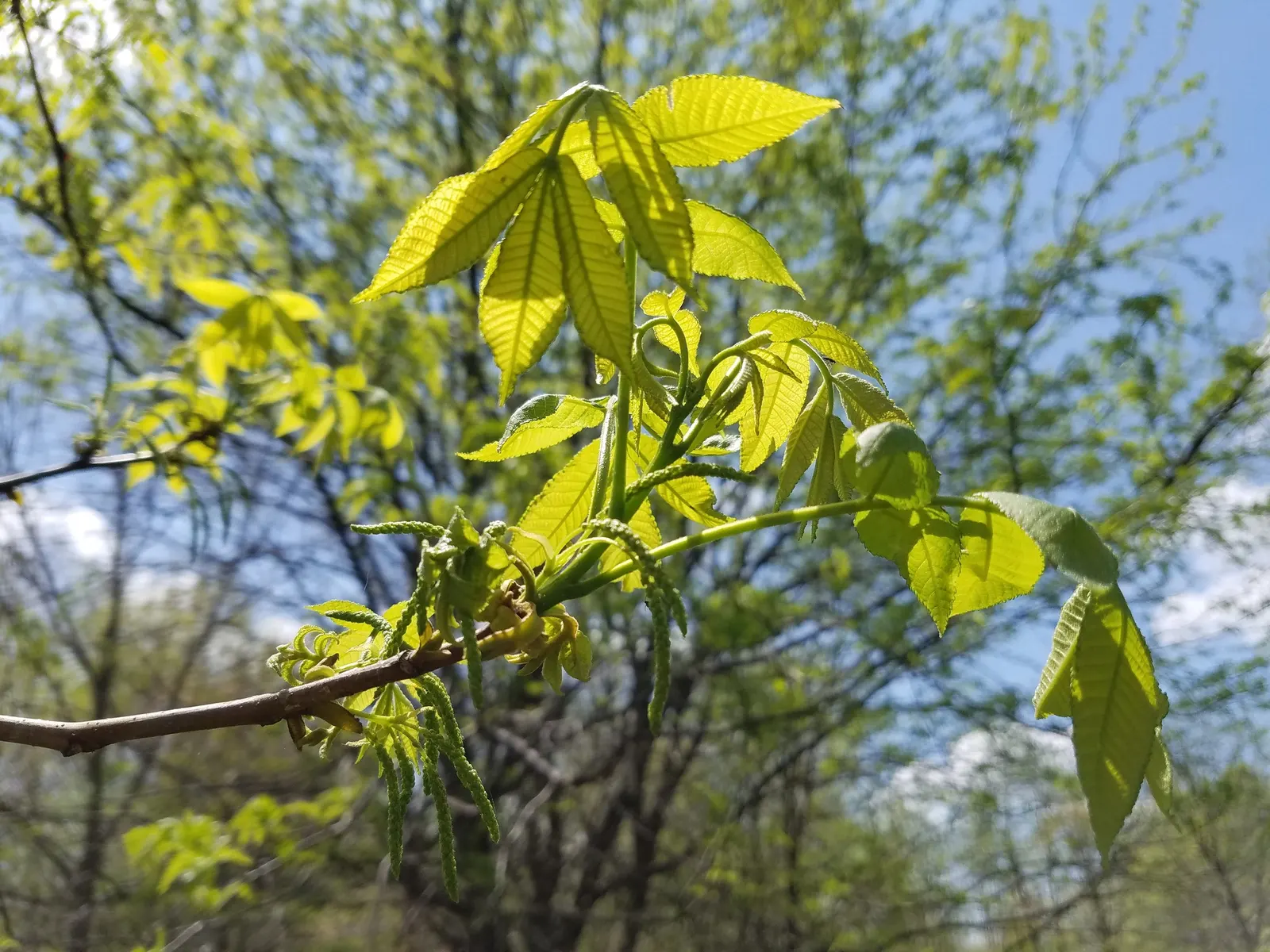 Bitternut Hickory (Carya Cordiformis) — are a food source for squirrels and other mammals