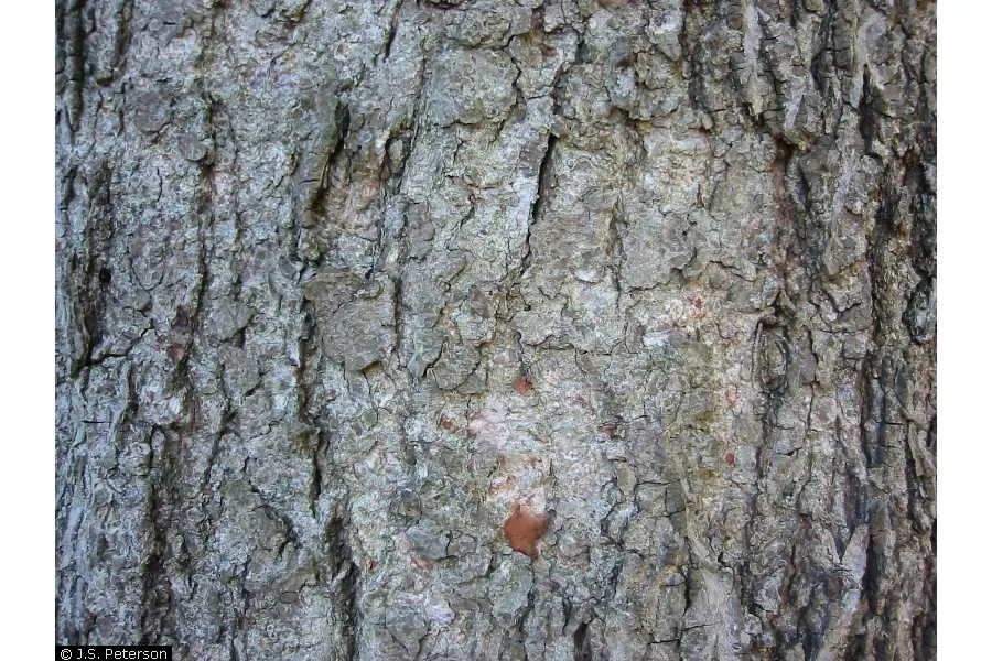 Bitternut Hickory (Carya Cordiformis) — which develops scaly ridges with age; this tree thrives in full sun to partial shade and prefers moist, image 55