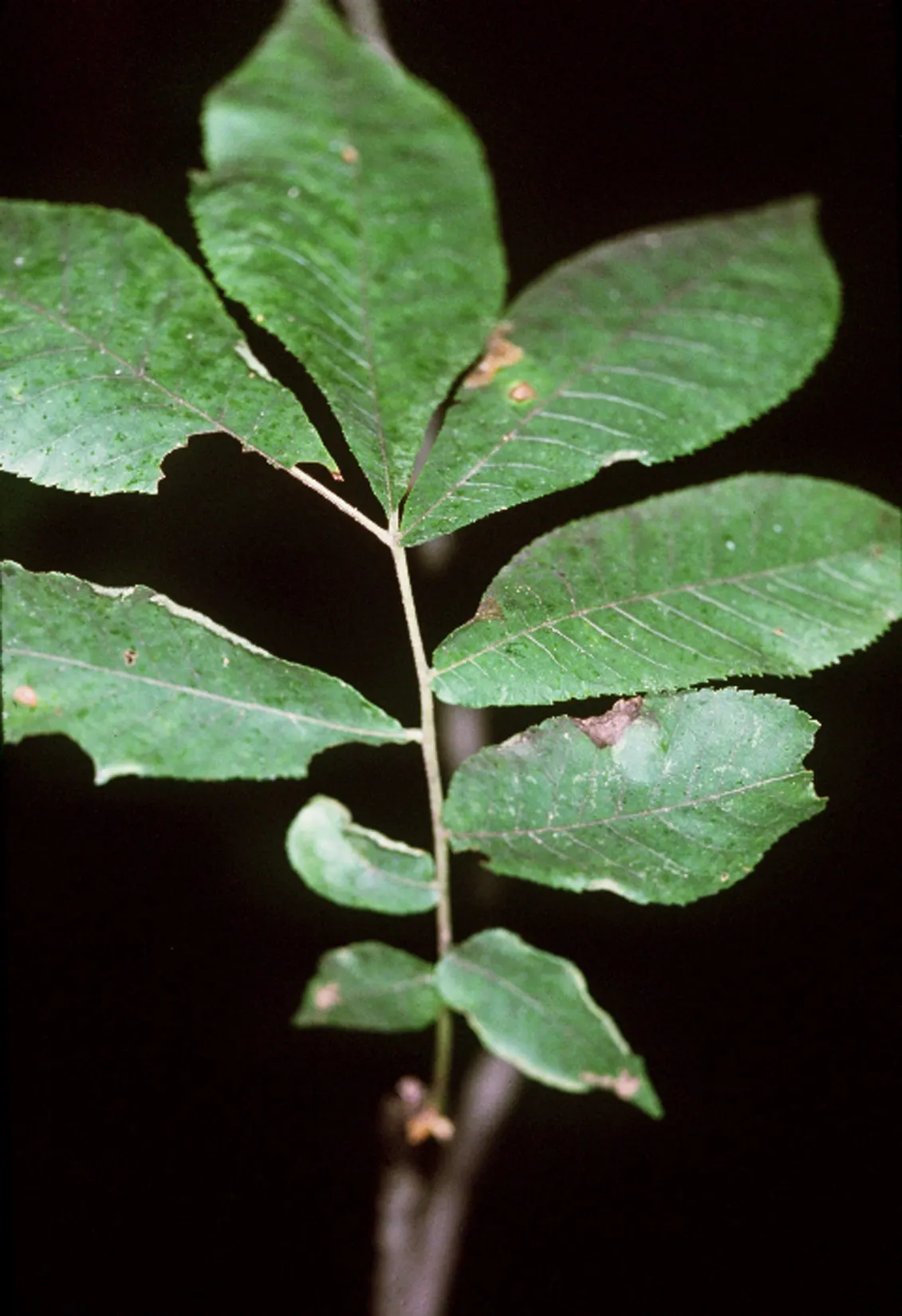 Bitternut Hickory (Carya Cordiformis) — though it thrives in moist