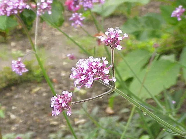 Pink Lantana (Lantana Camara 'Bandana Pink') — shrub for full